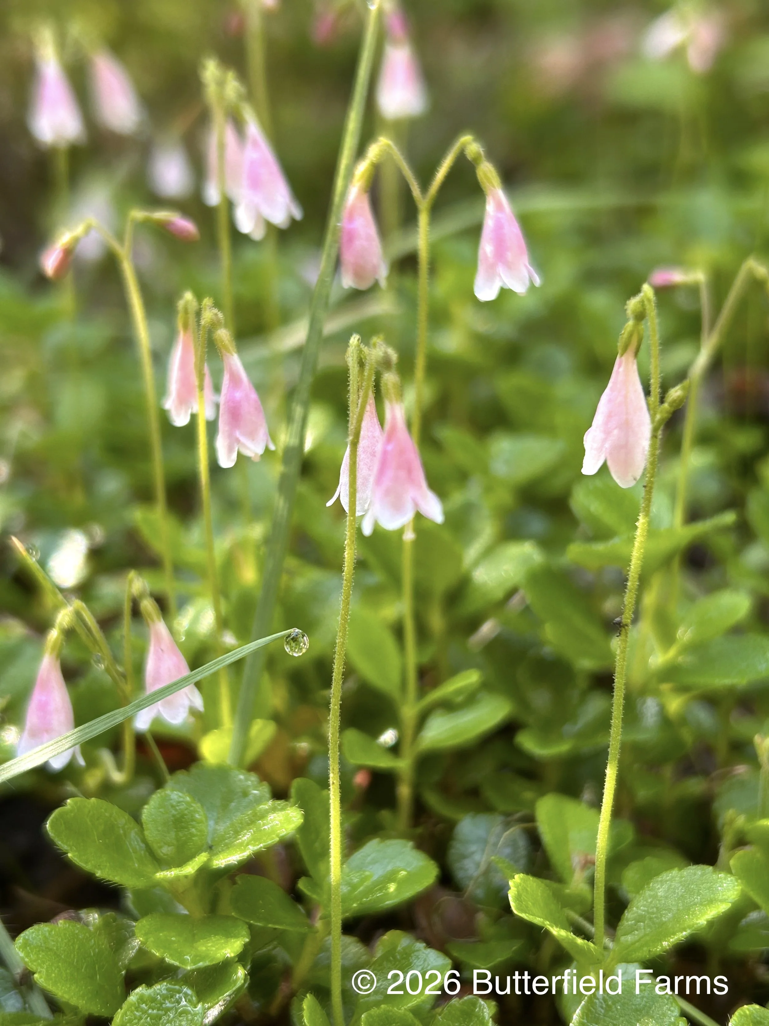 Twinflower flowers.jpg