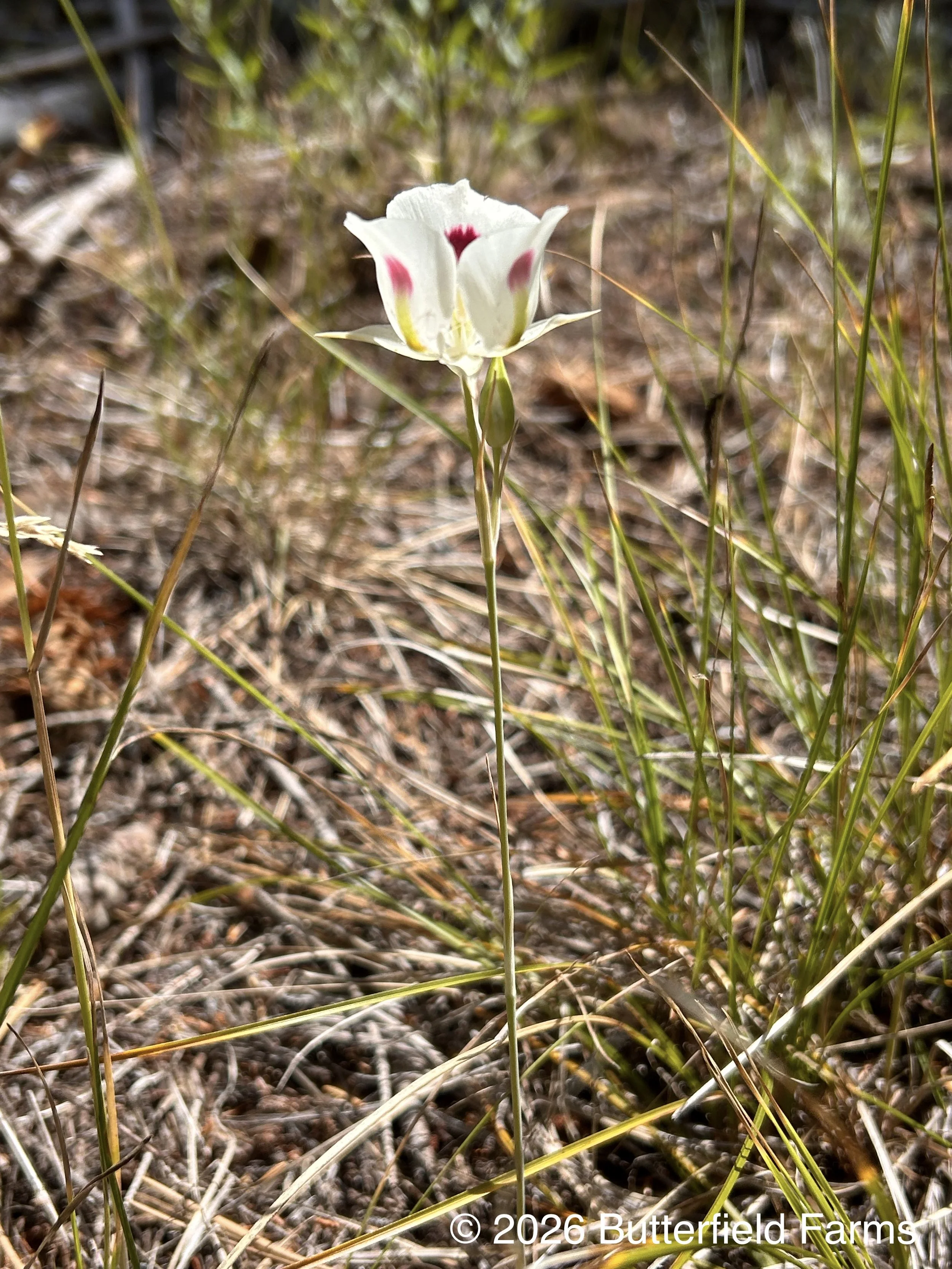 White Mariposa Lily