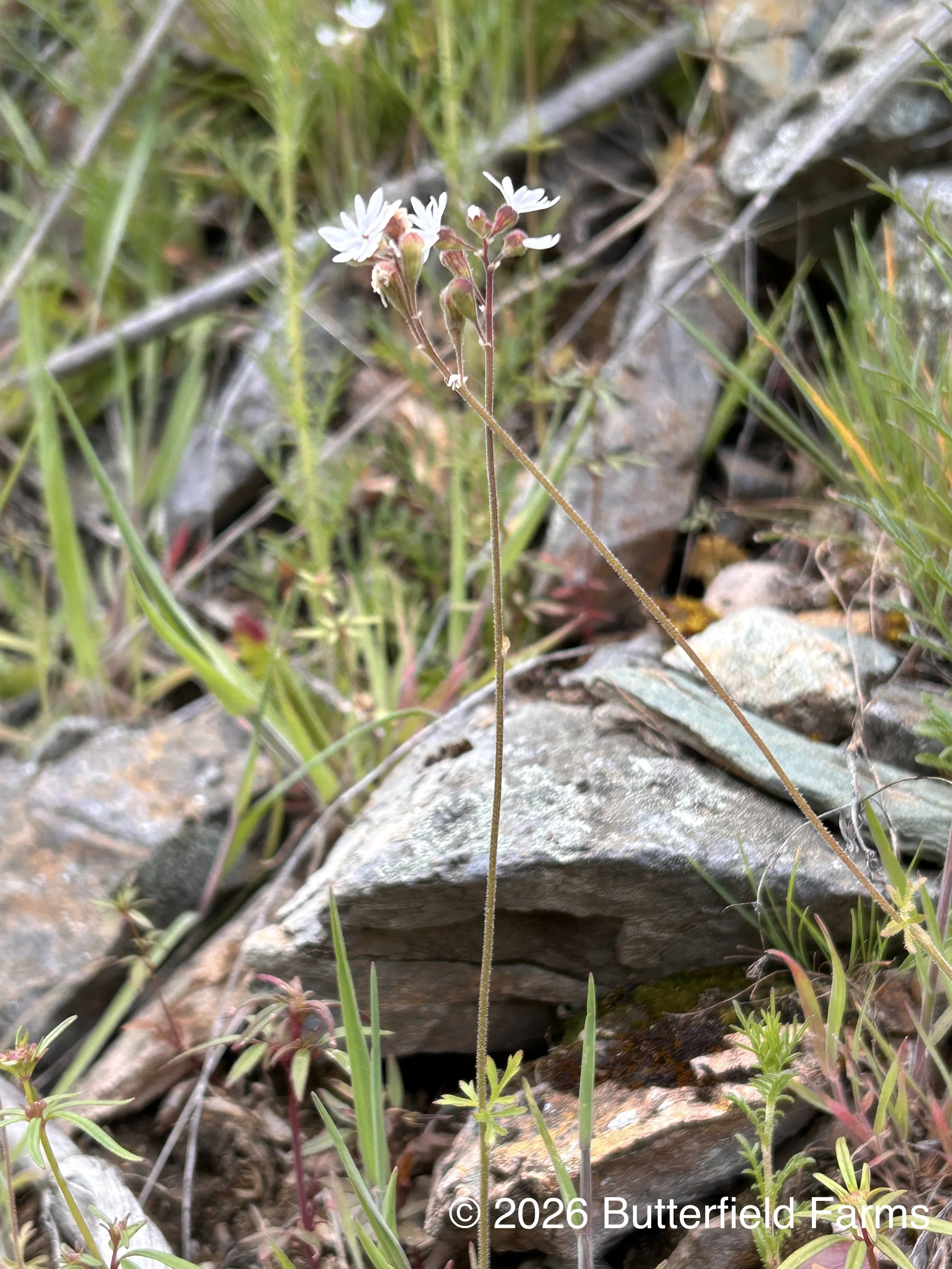 Woodland Star (Cow Creek 1).jpg