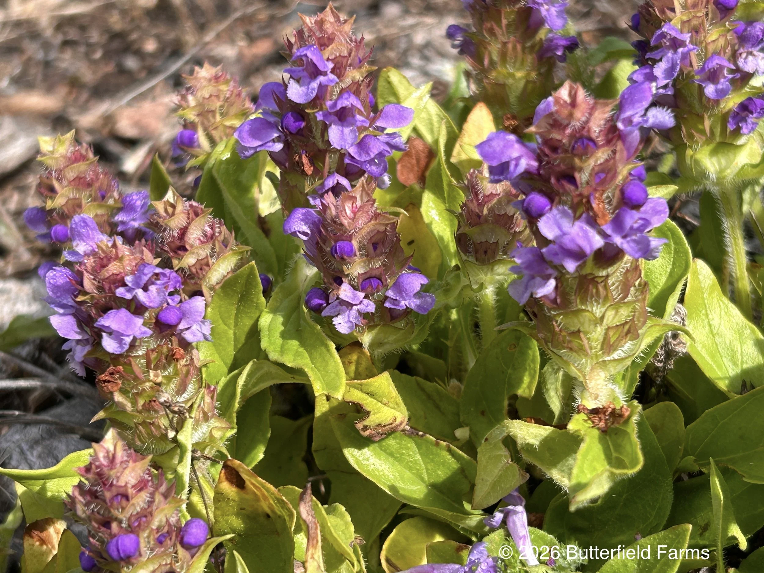 Self Heal
