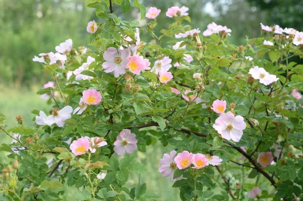 Dog Rose.jpeg