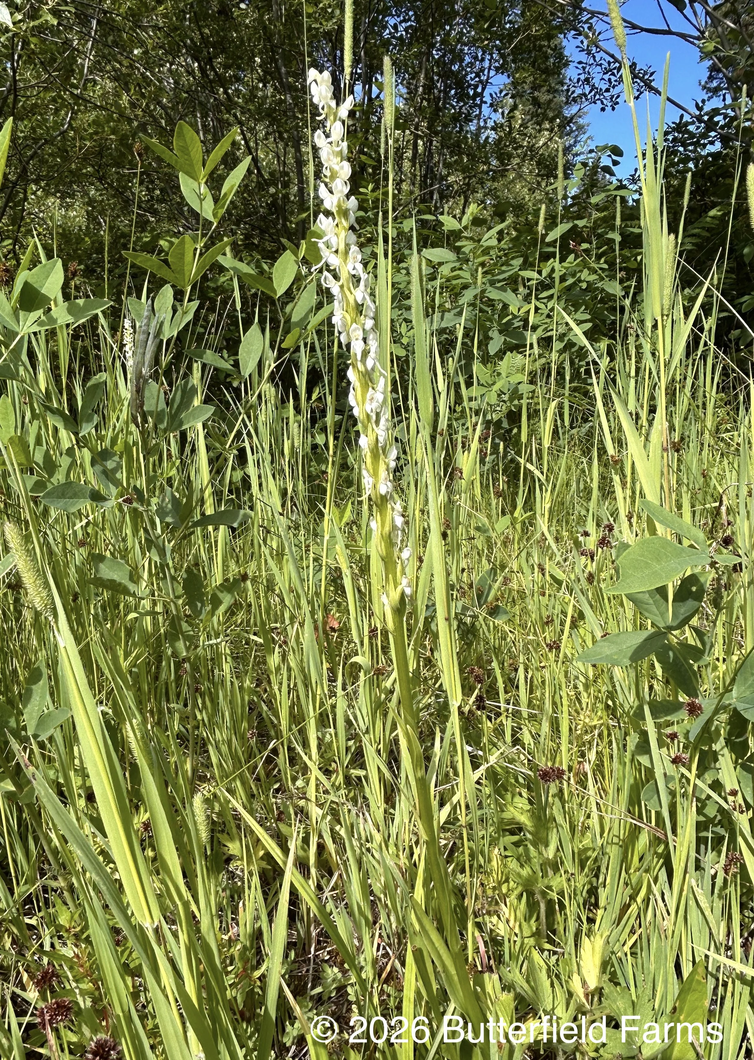 Bog Orchid plant.jpg