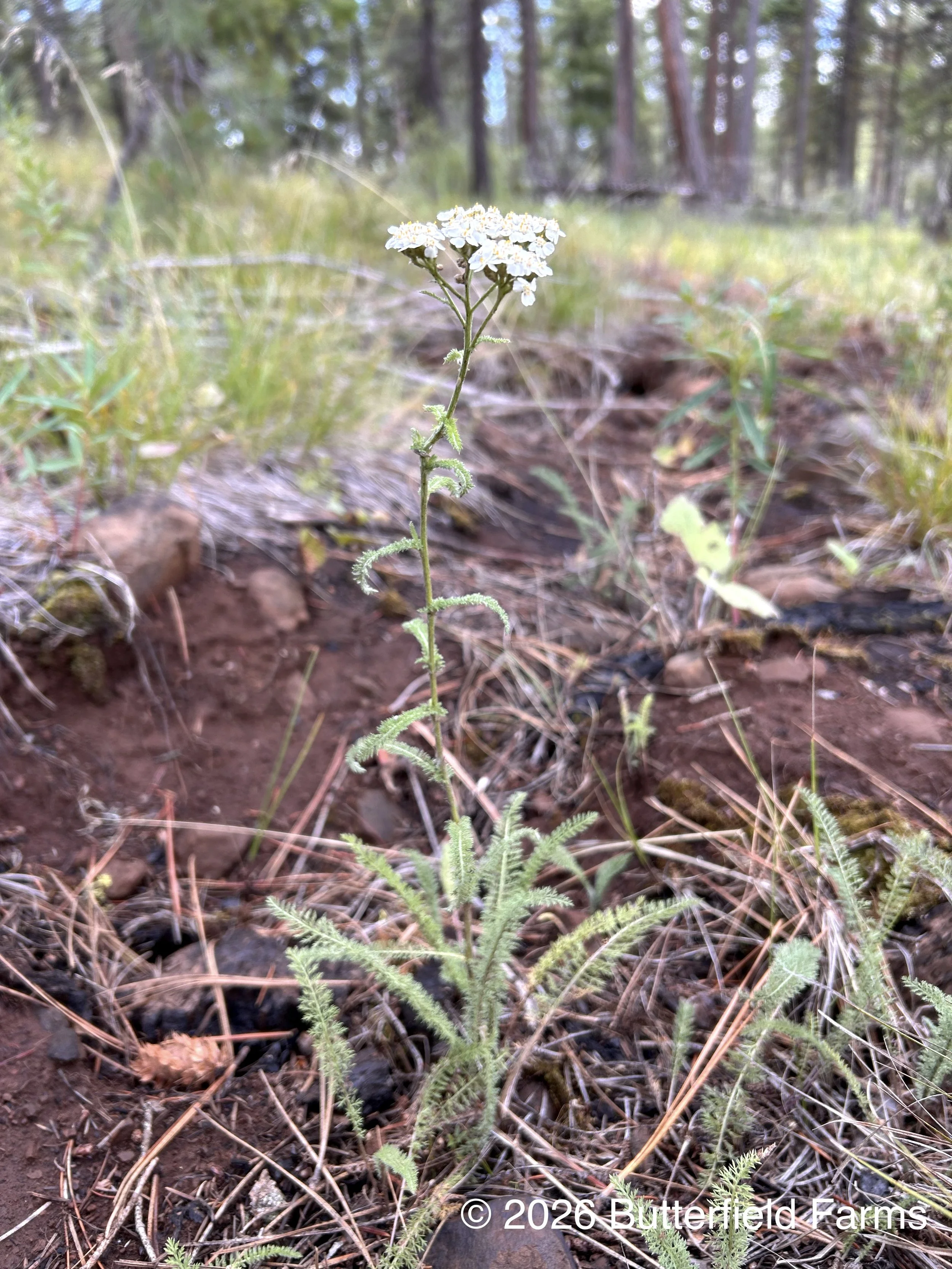 Yarrow plant.jpg