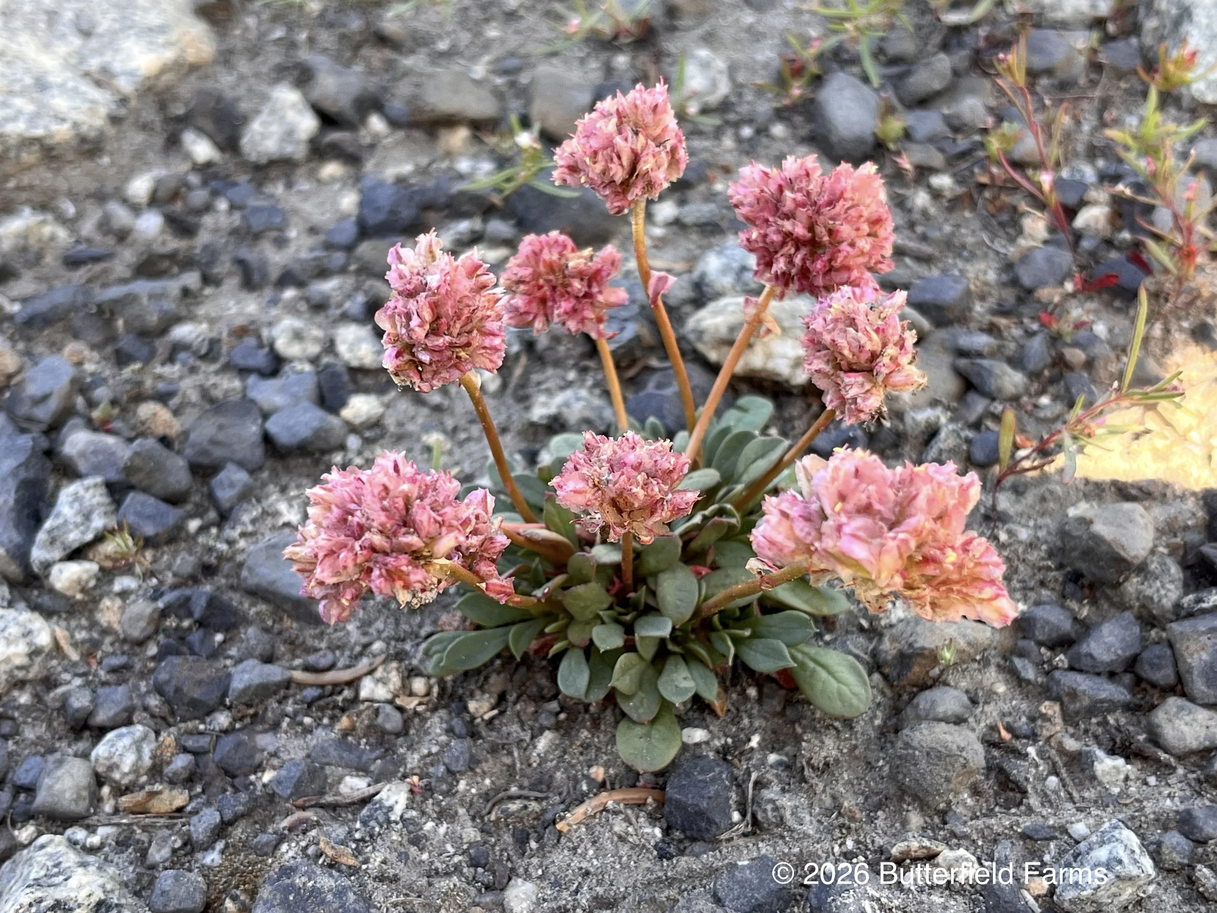 Mount Hood Pussypaws