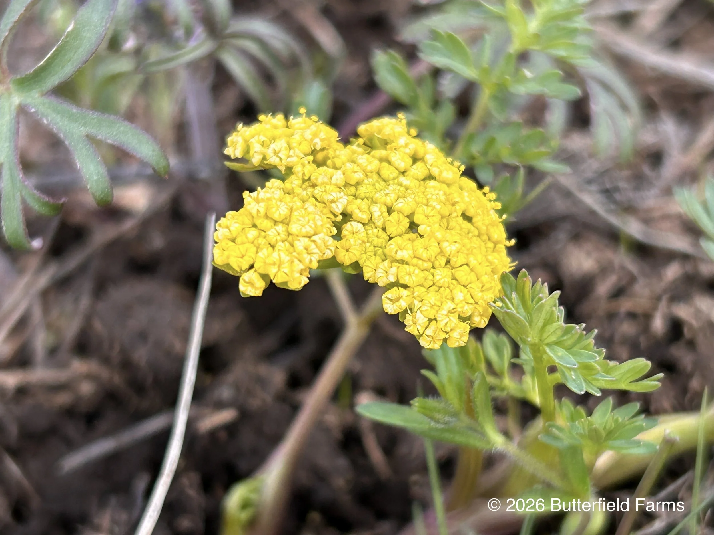 Lomatium Cous 3, Cow Creek.jpg