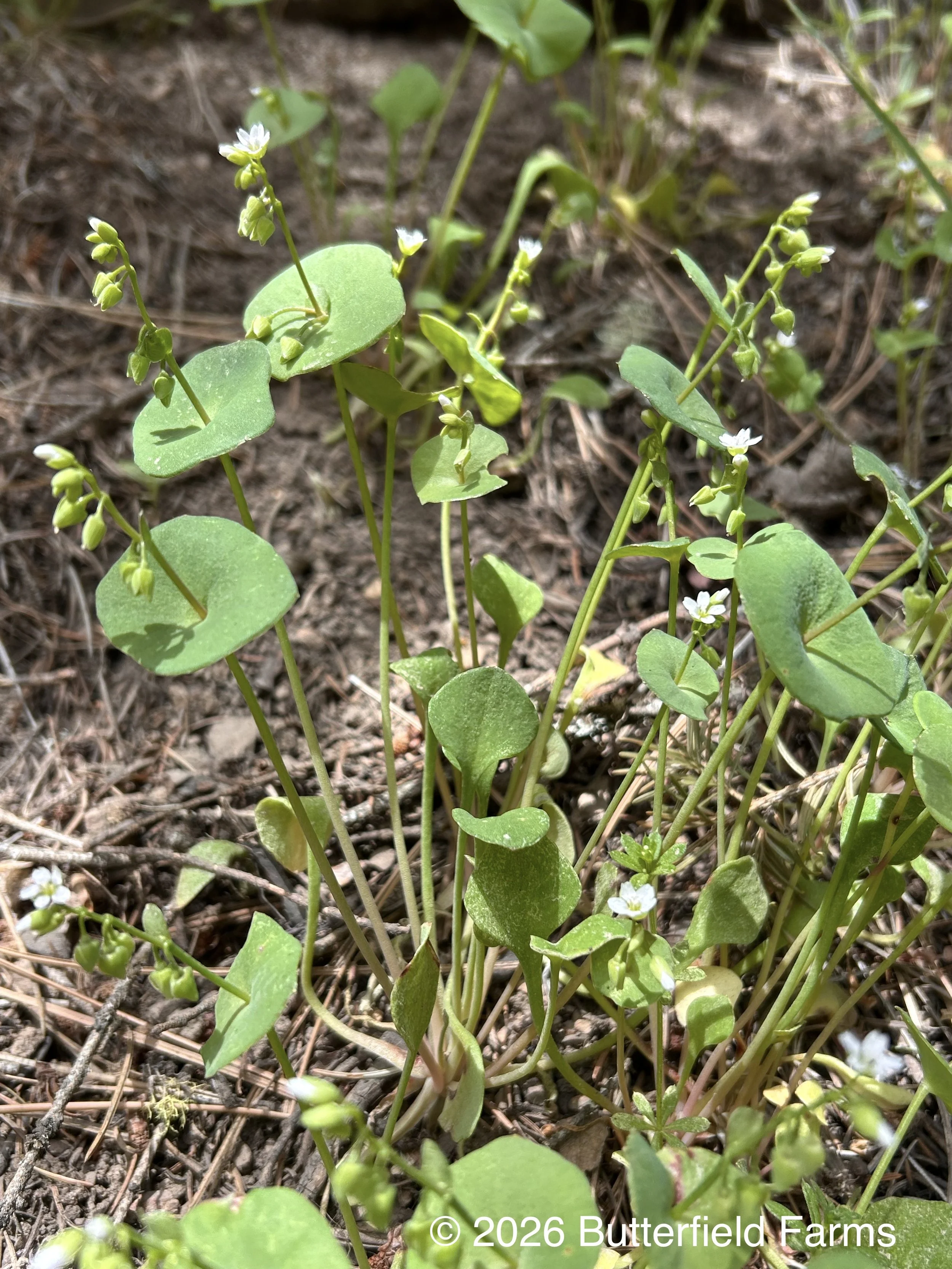 Miner's Lettuce