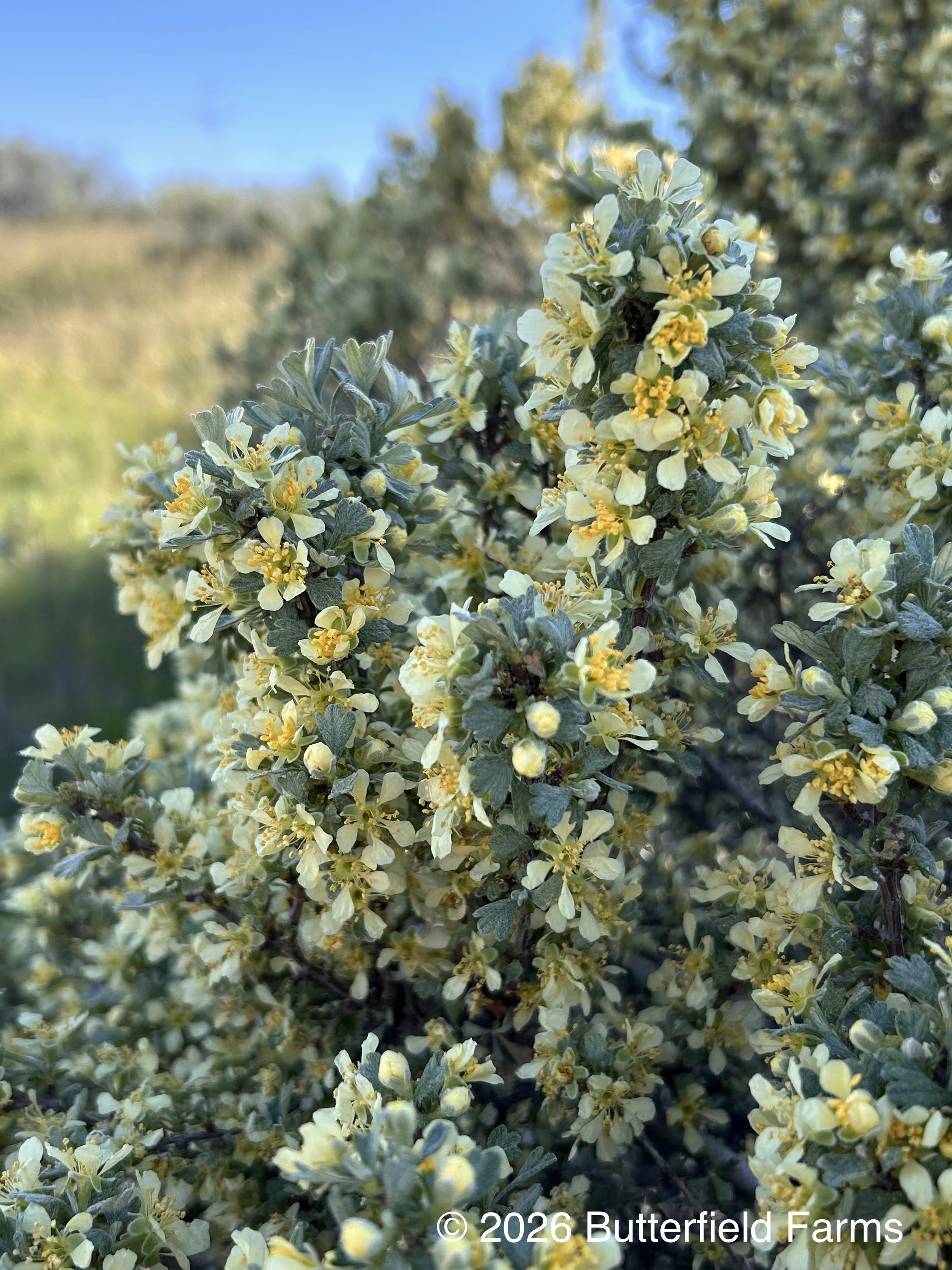 blooms.jpg
