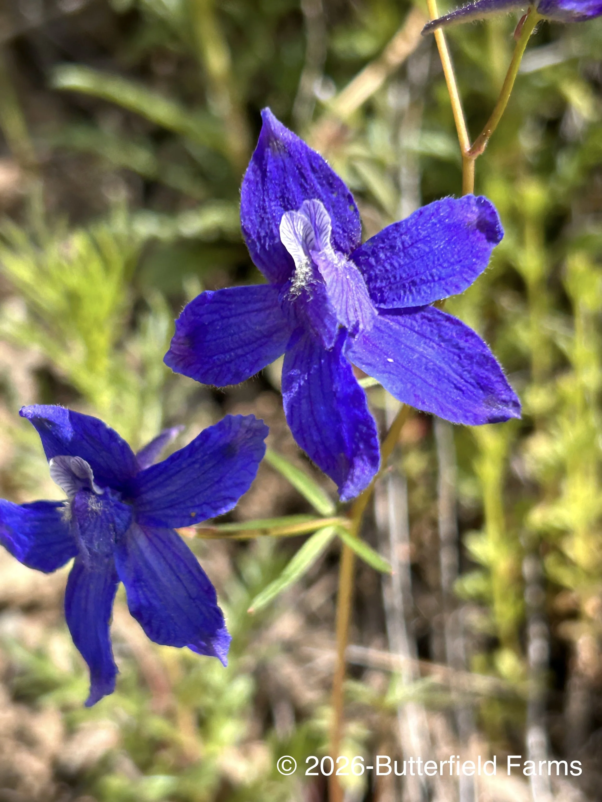 flower 2.jpg