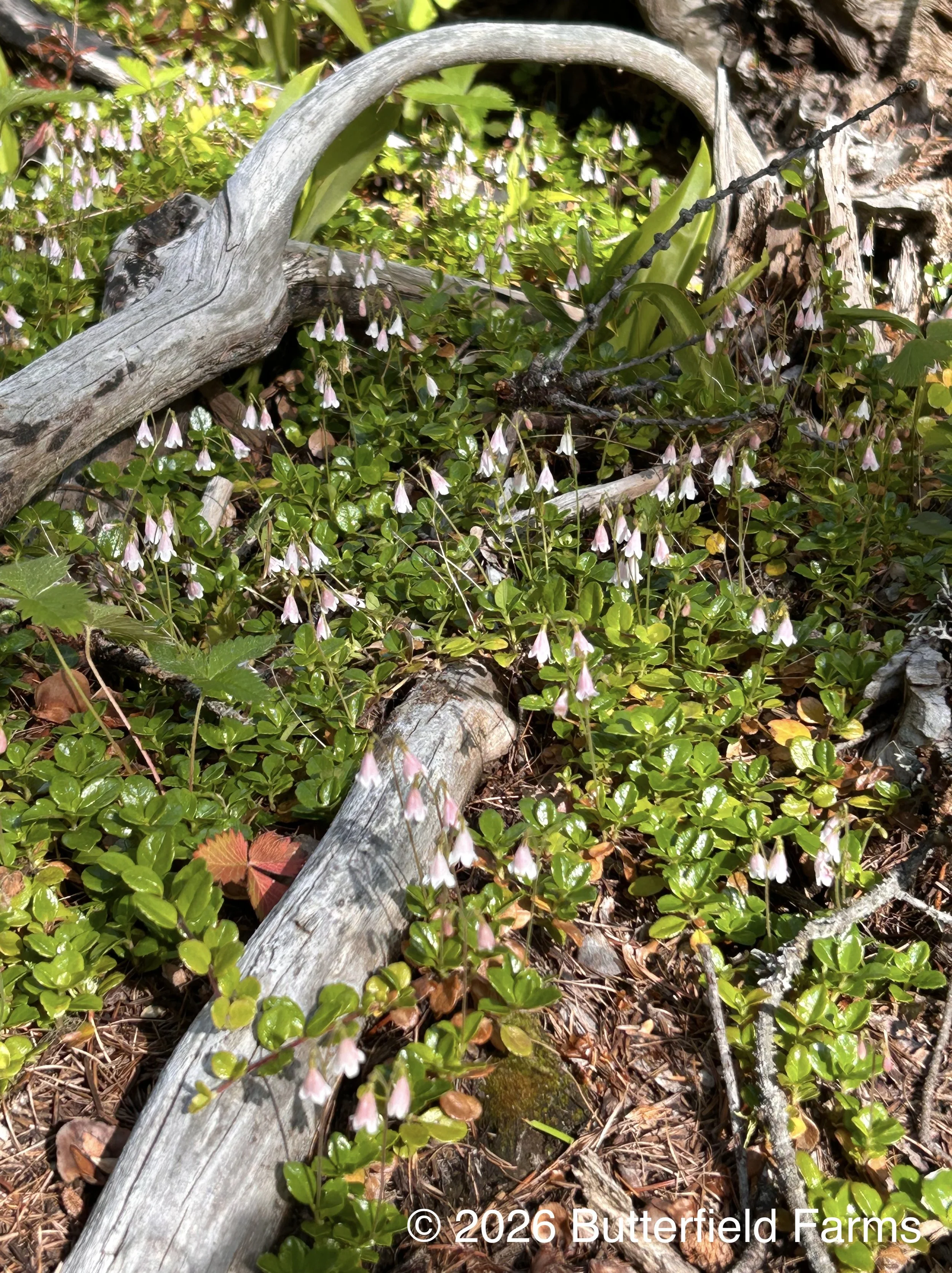 Twinflower colony.jpg