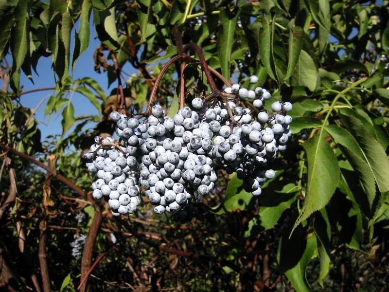 Sambucus_caerulea_7997.jpg