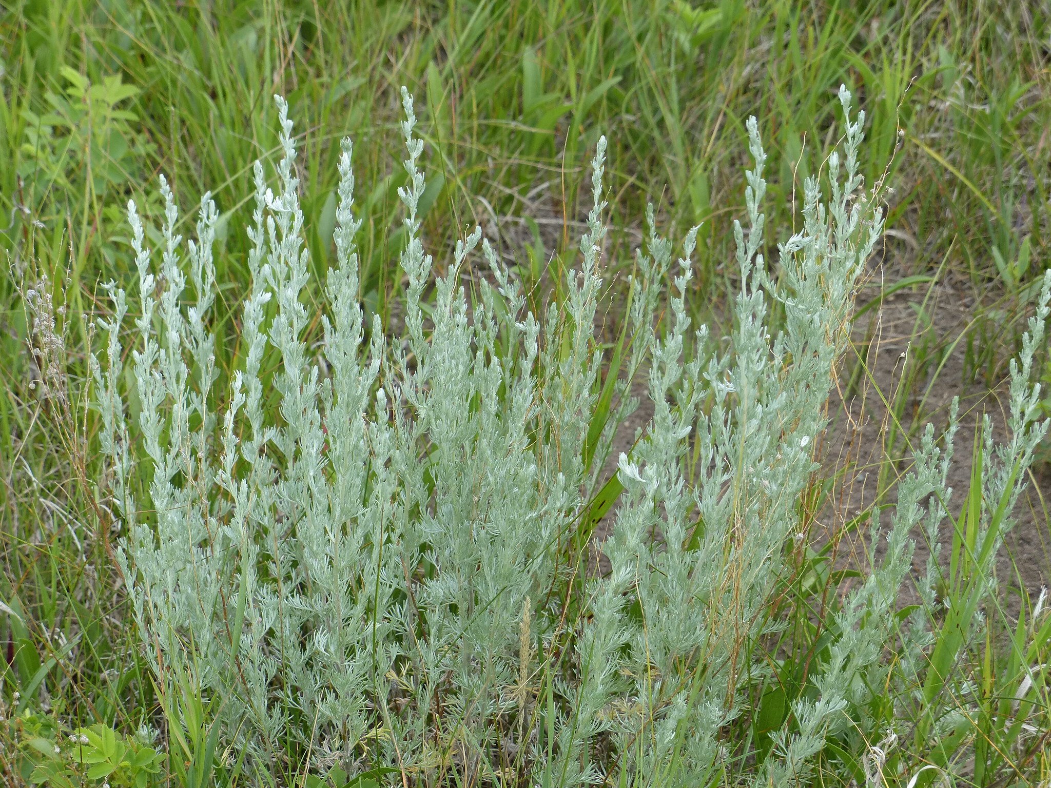 Western Mugwort