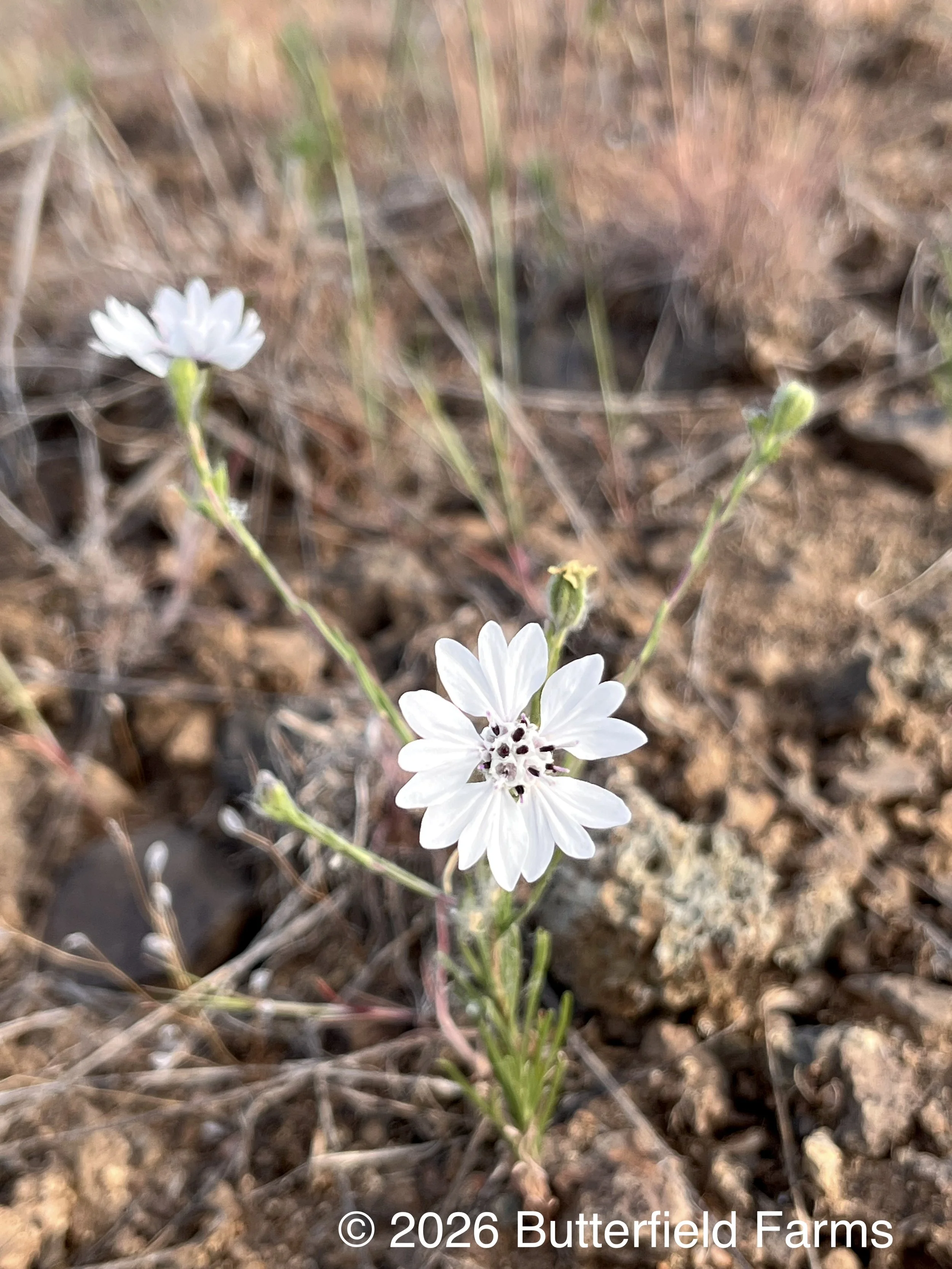 Eyelash Weed plant.jpg