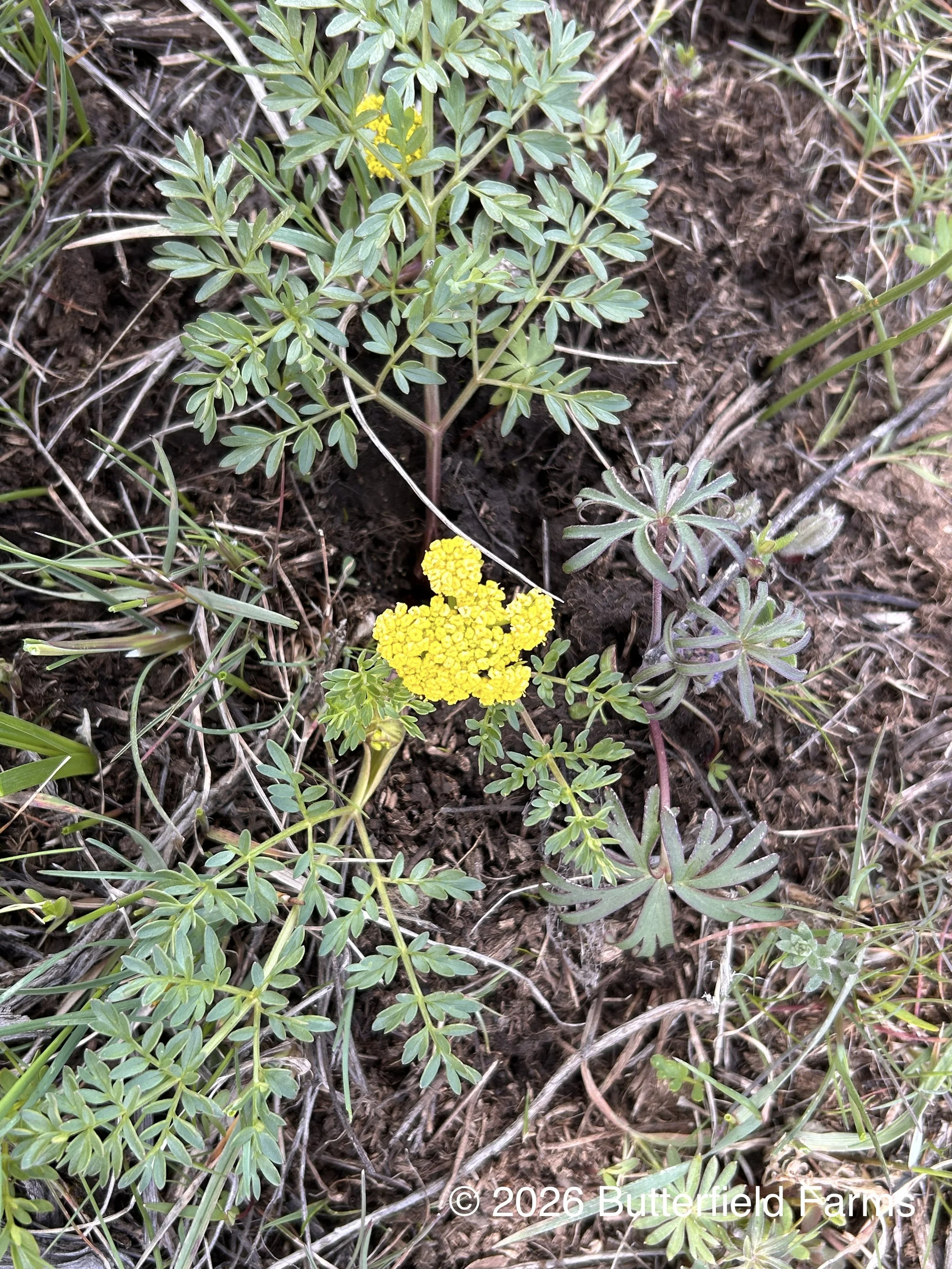 Lomatium Cous 1, Cow Creek.jpg