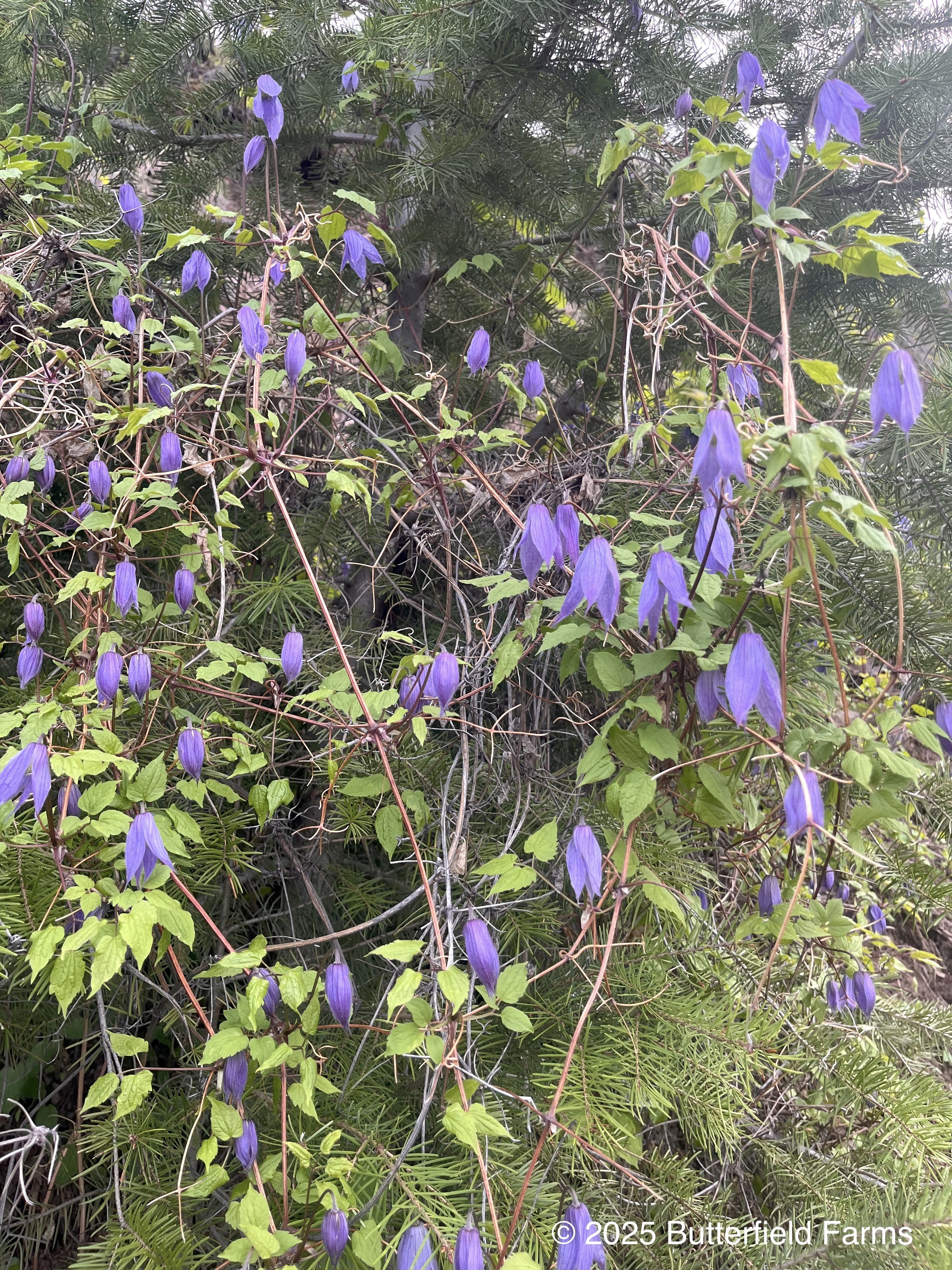 Blue Virgin's Bower — Butterfield Seeds