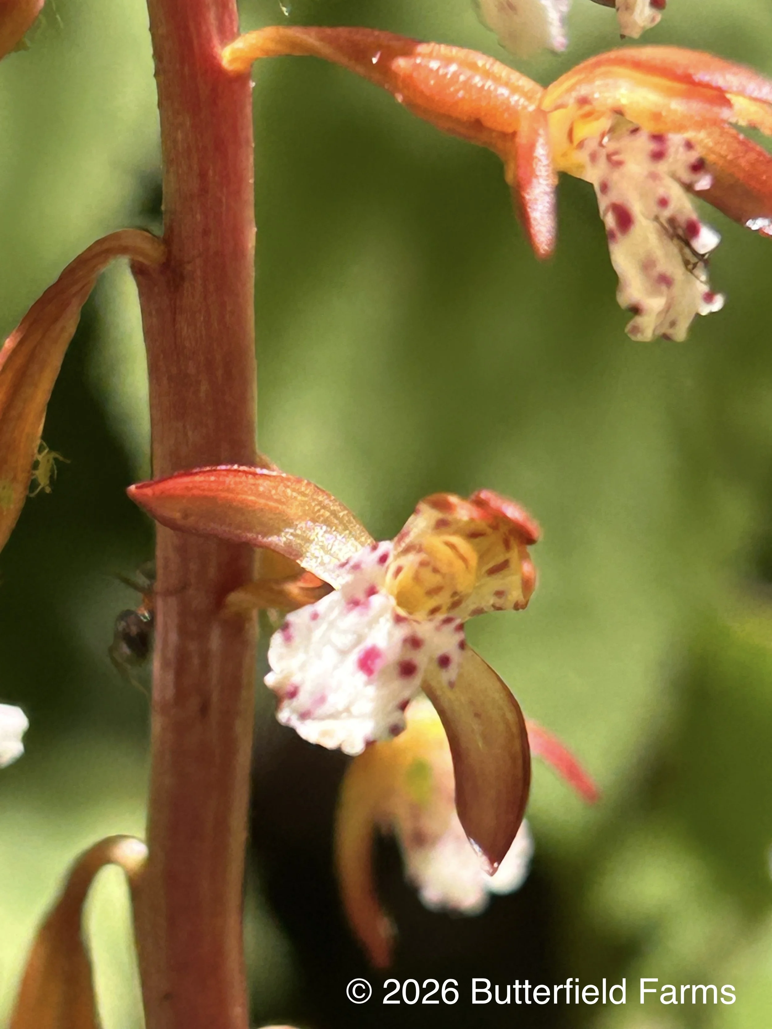 Spotted Coralroot flower.jpg