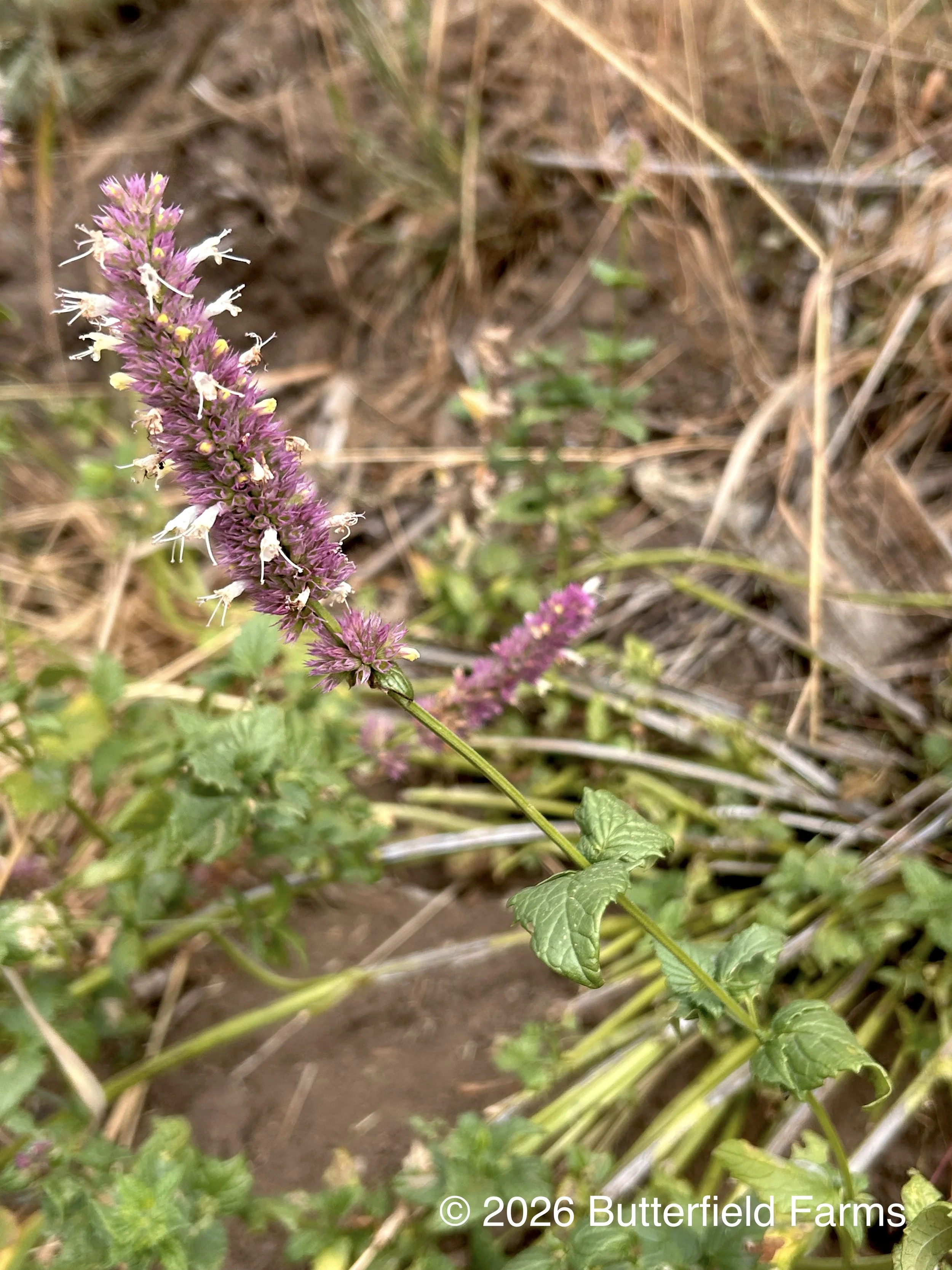 horsemint flower stalk.jpg
