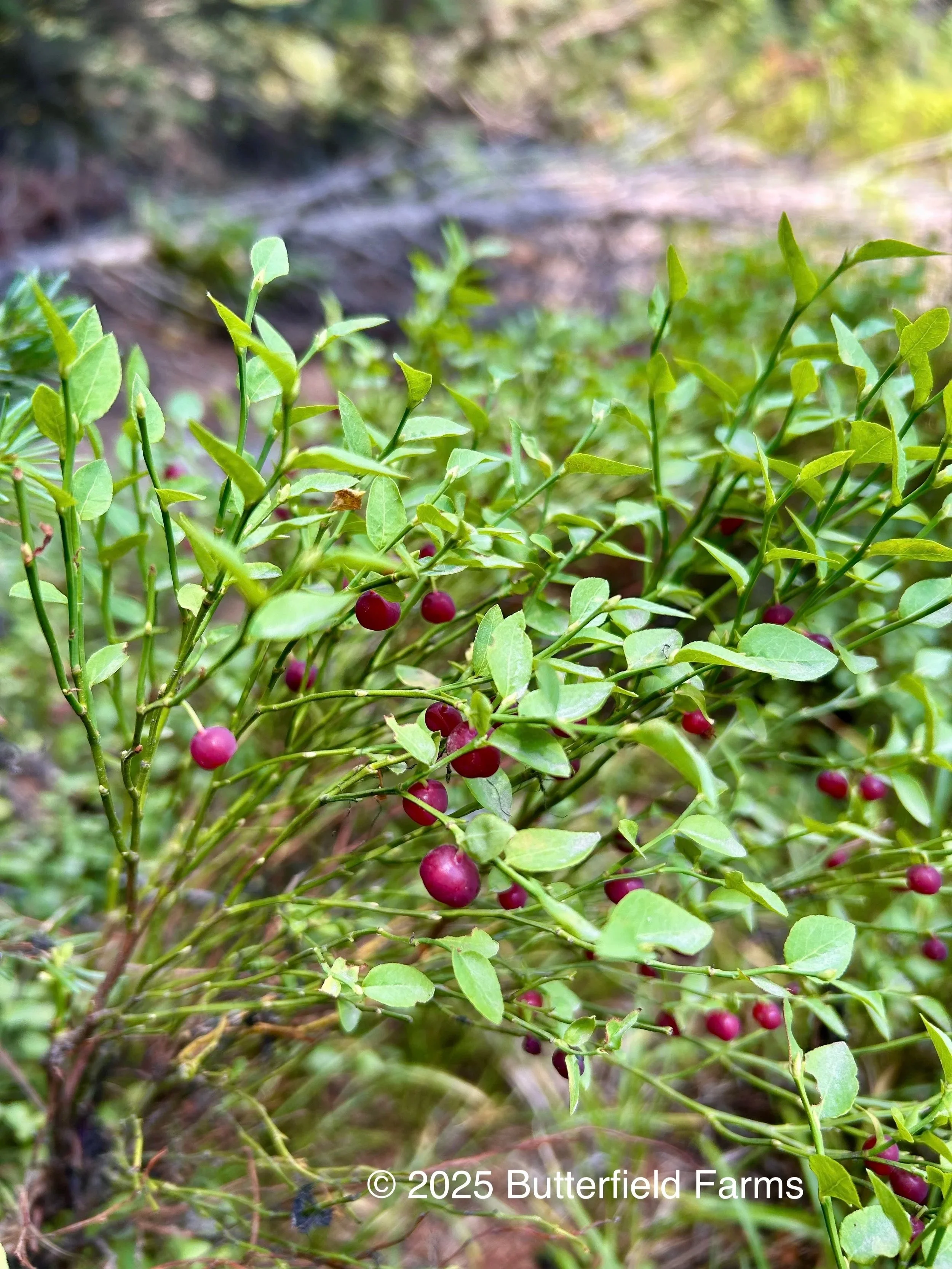 Grouse+Whortleberry.jpg
