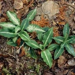 Rattlesnake Plantain leaves.jpg