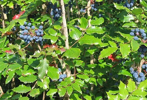 Tall Oregon Grape.jpg