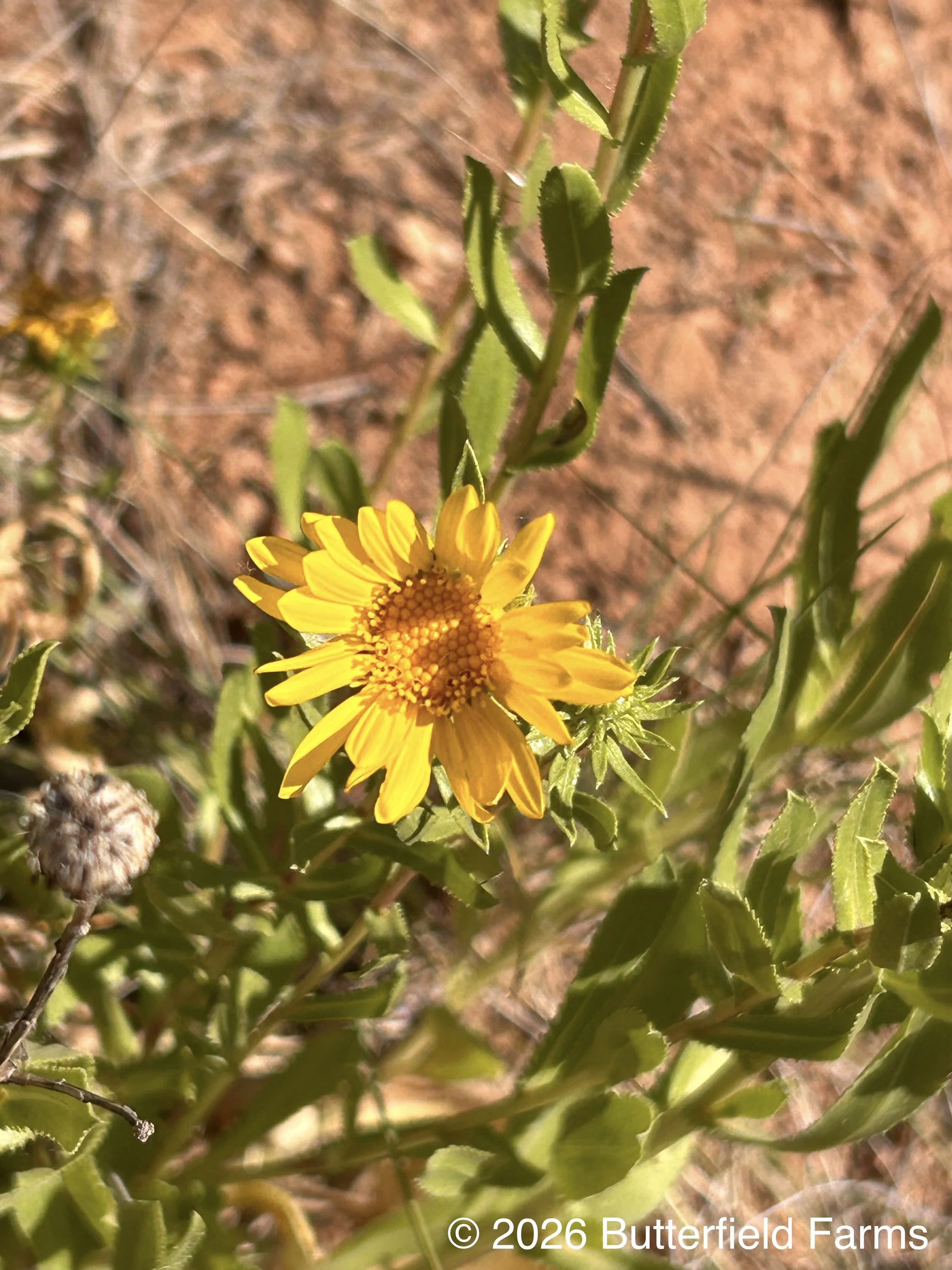Curlycup Gumweed