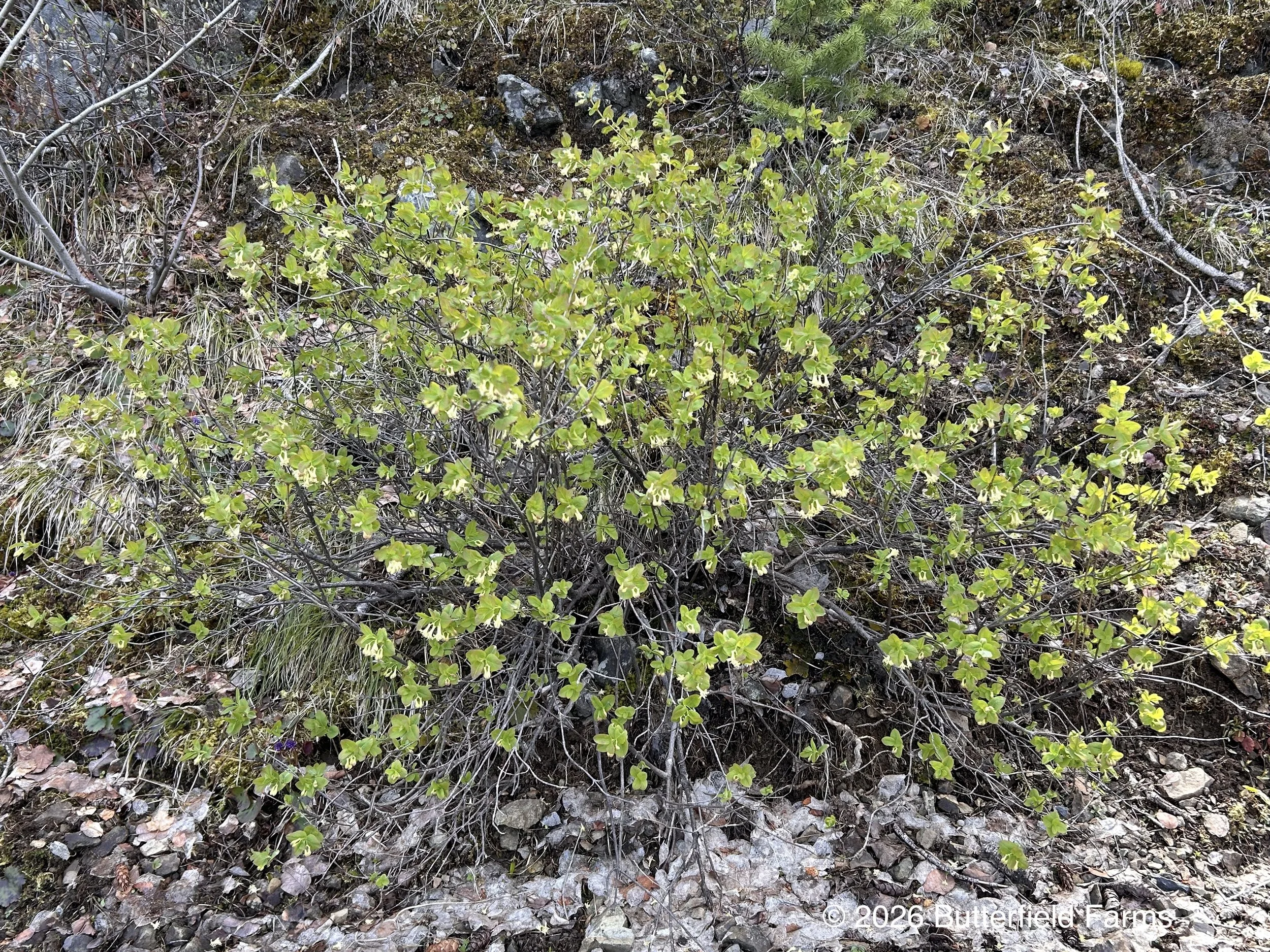 bush in bloom.jpg