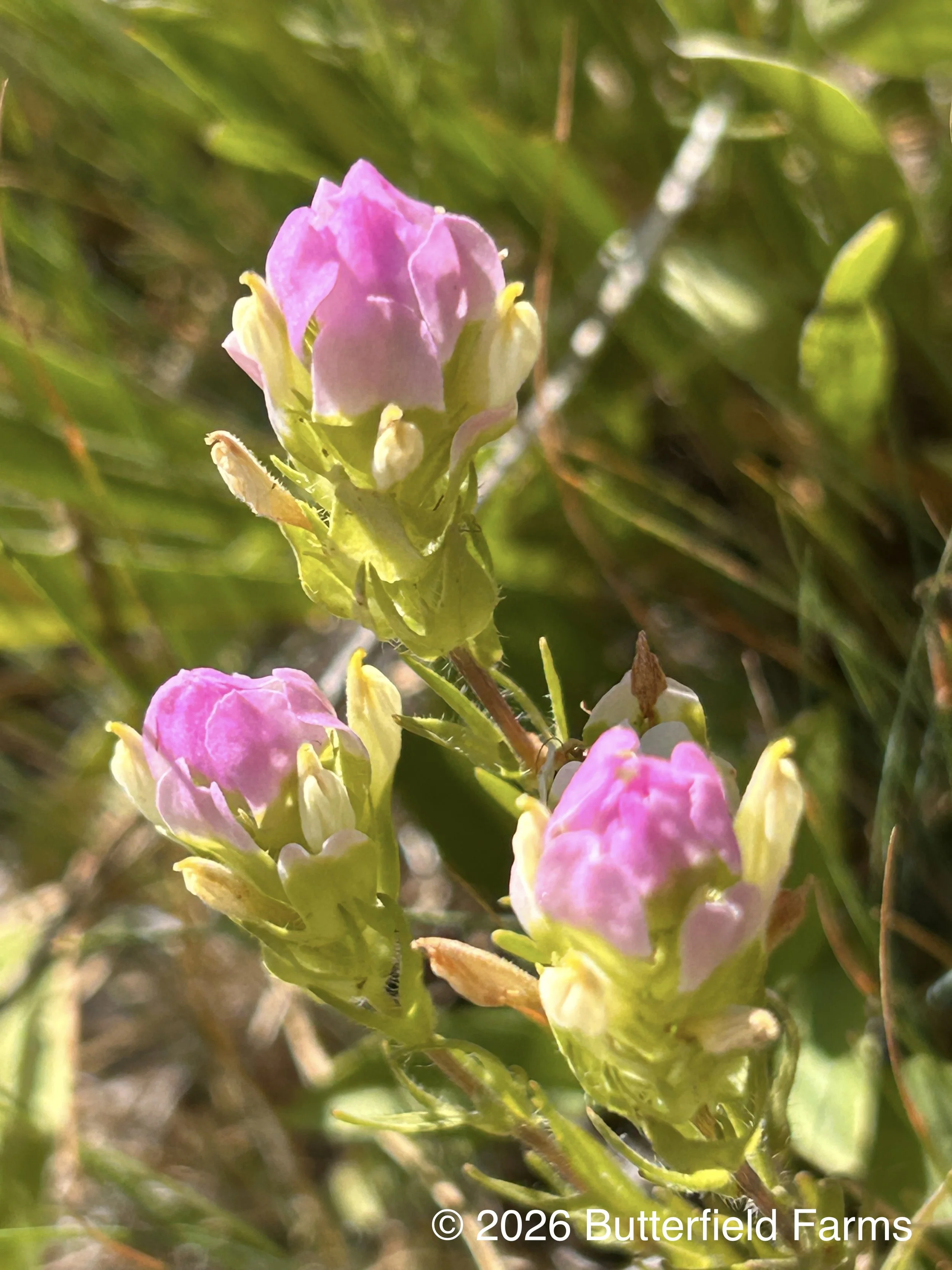 Owl Clover flower.jpg