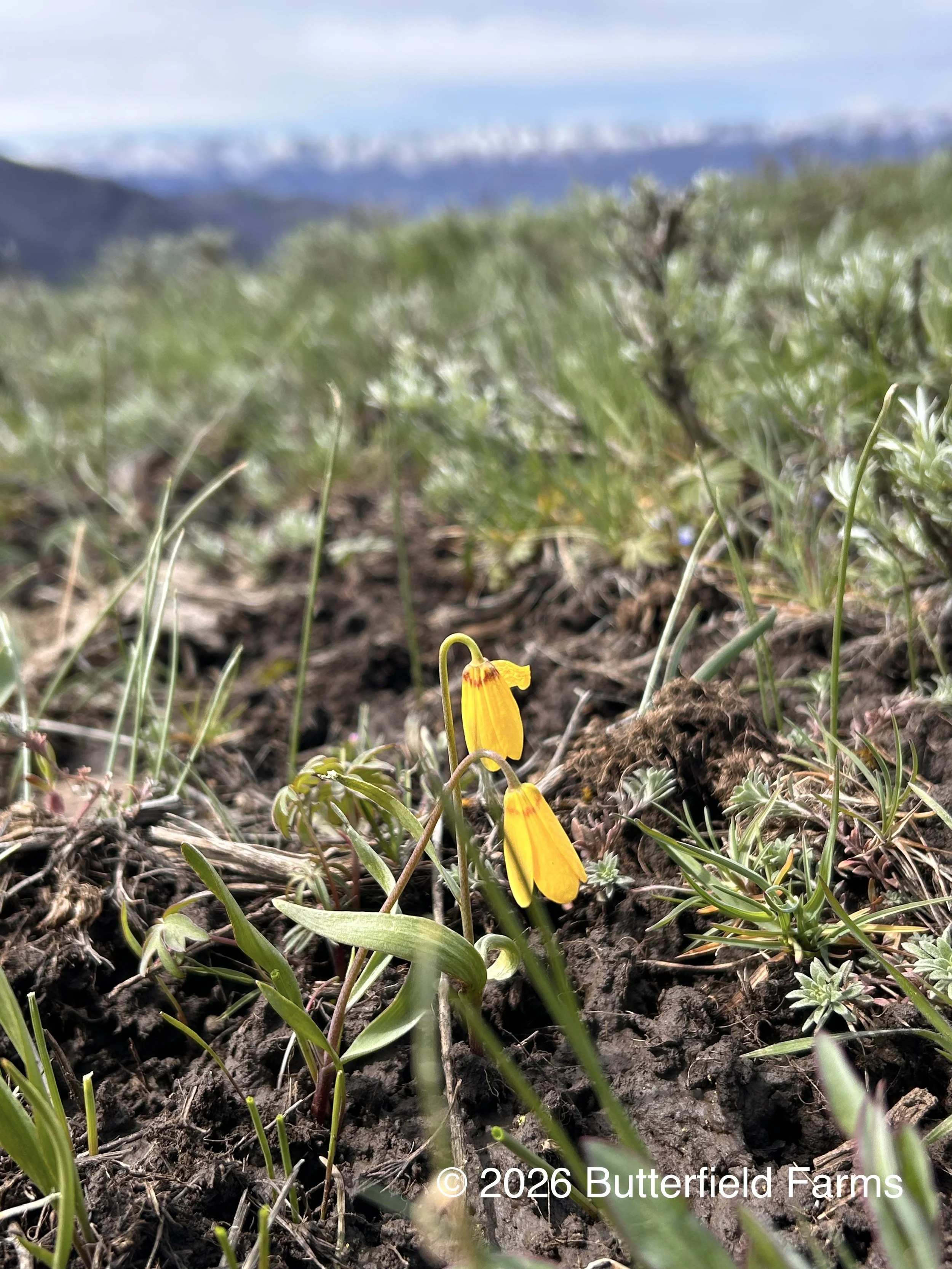 Yellow Bell 2, Cow Creek .jpg