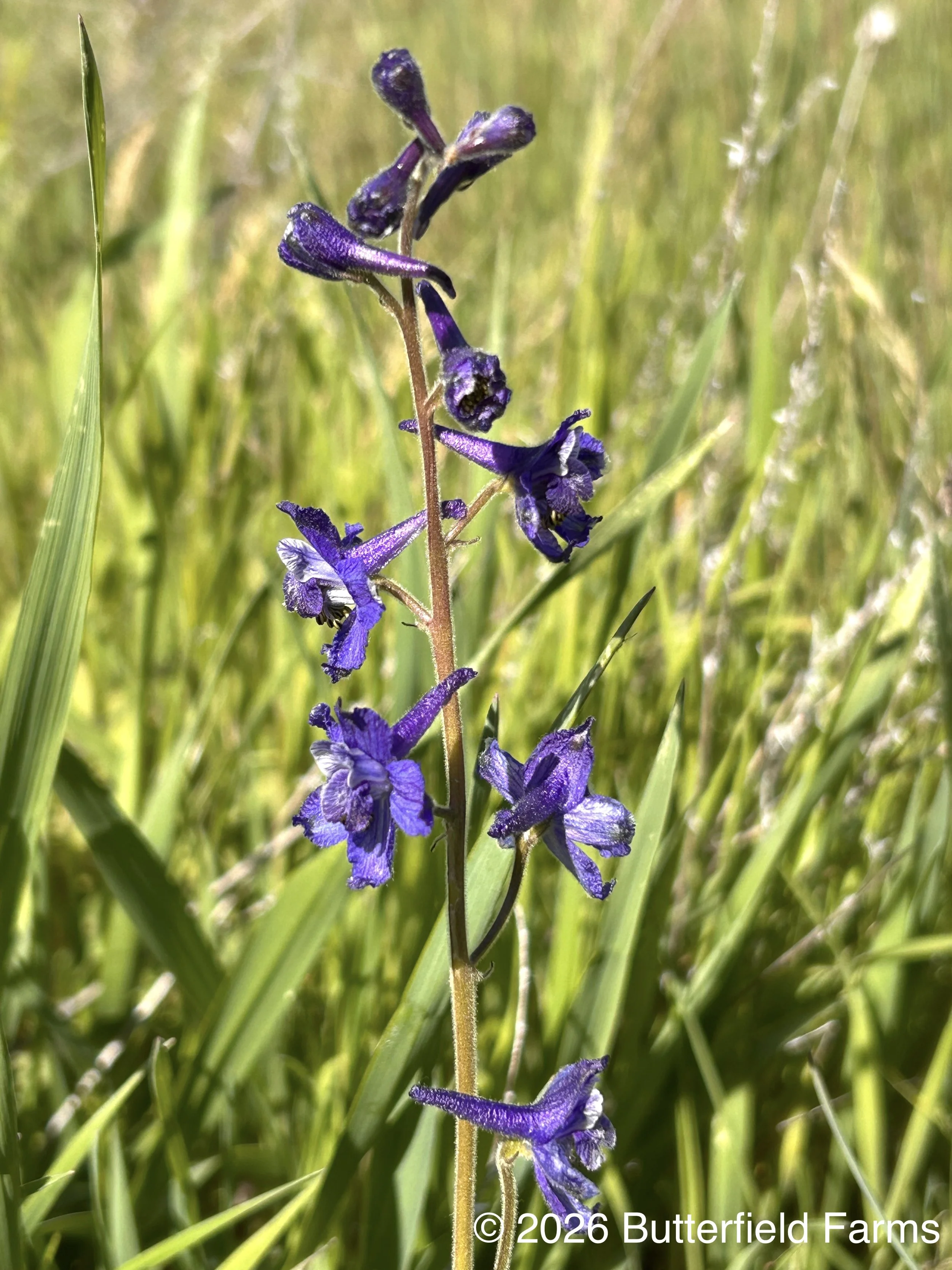 Nuttall's Larkspur