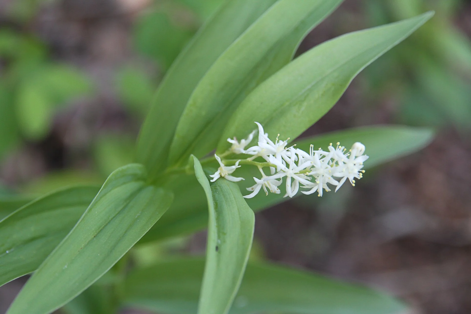 Starry Solomon's Seal.jpg