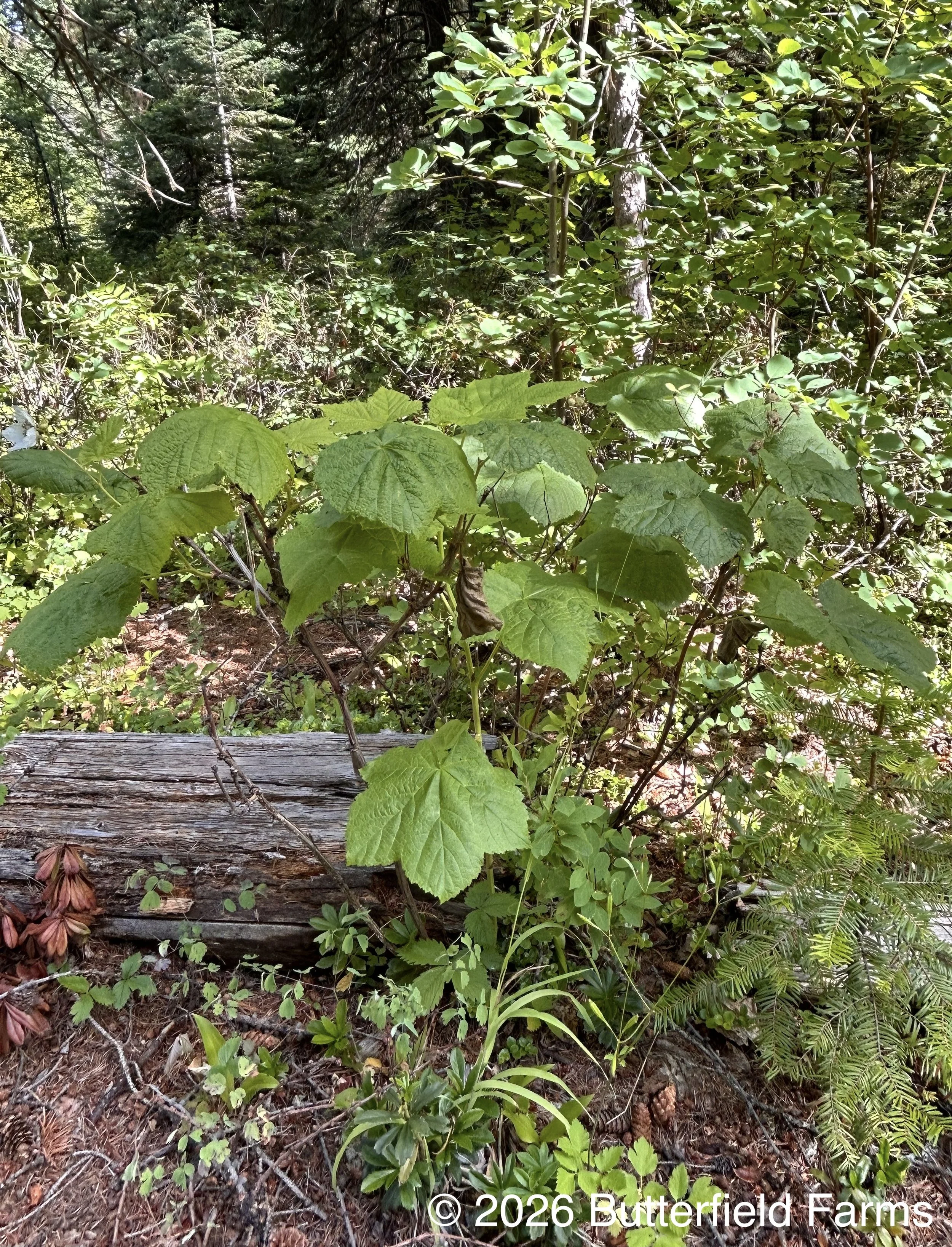 Thimbleberry plant.jpg