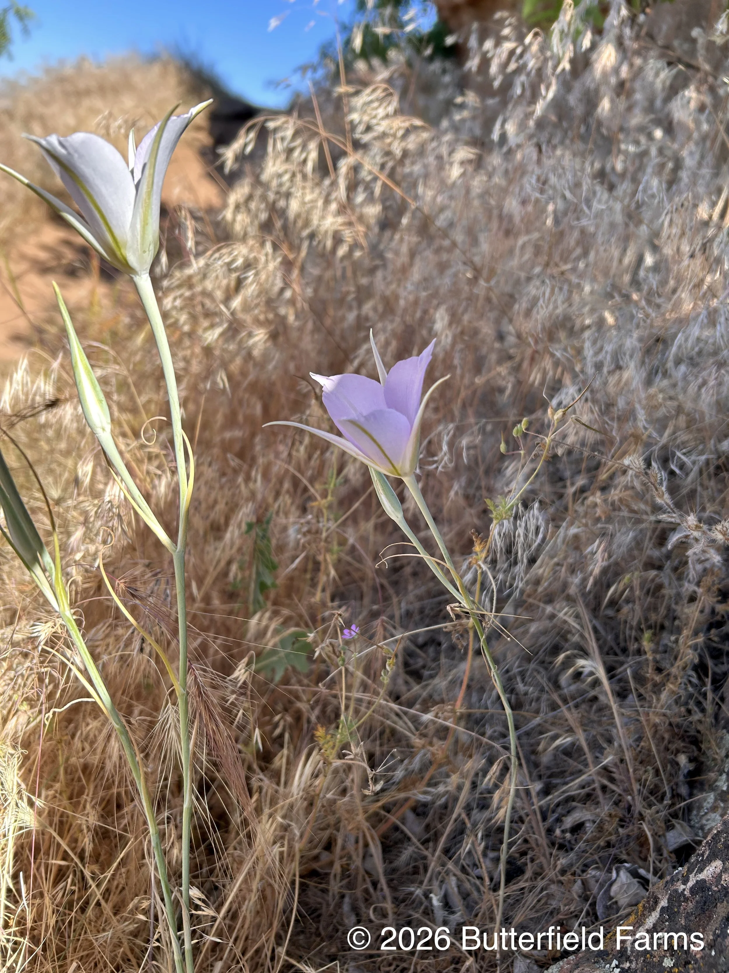 Sage Mariposa, stalk.jpg