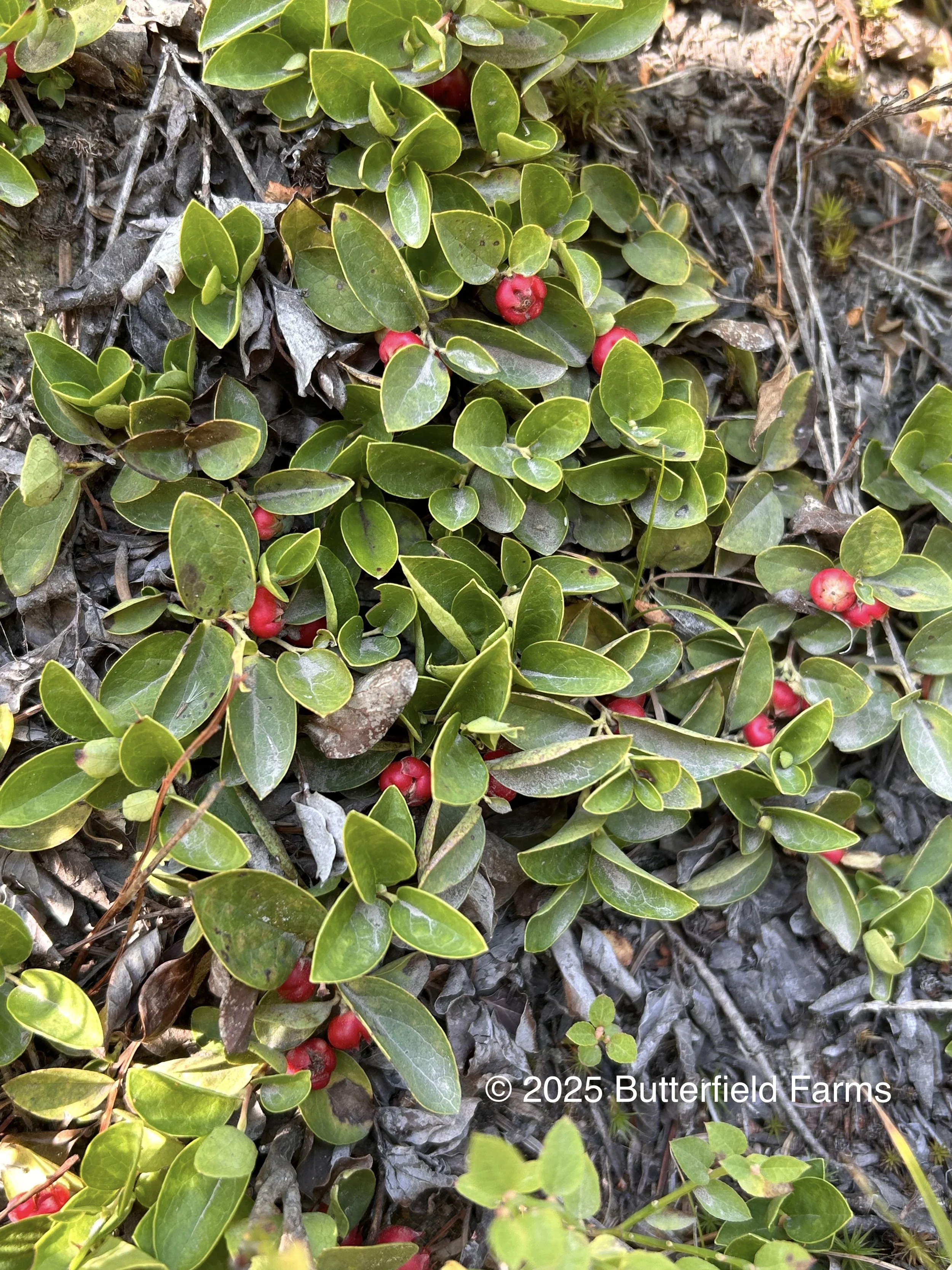 Wintergreen, Alpine.jpg