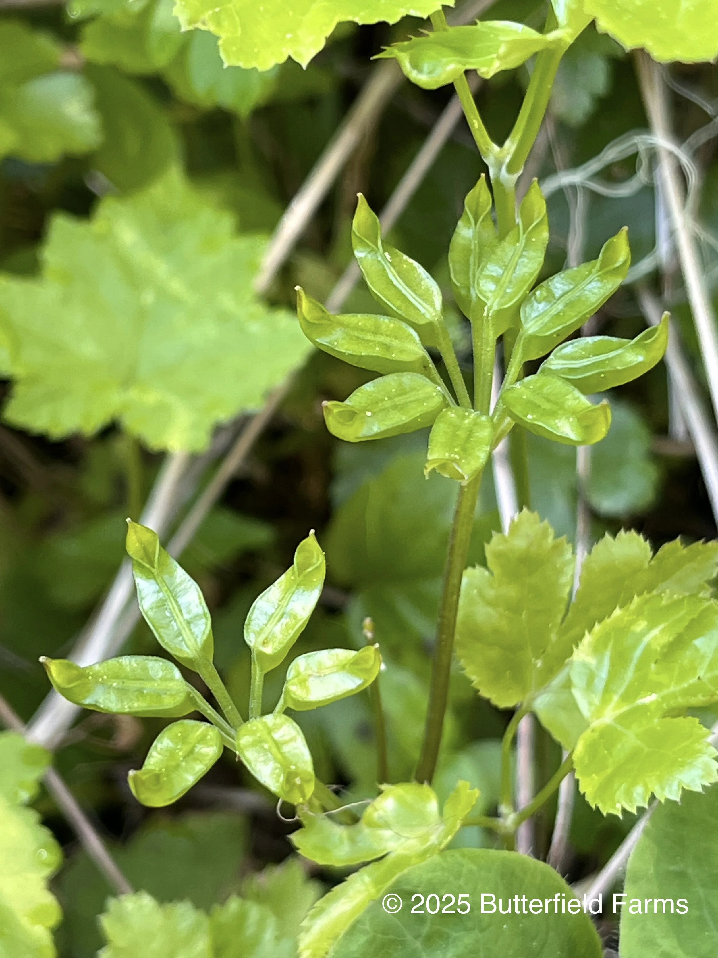 Goldthread, Western 2.jpg