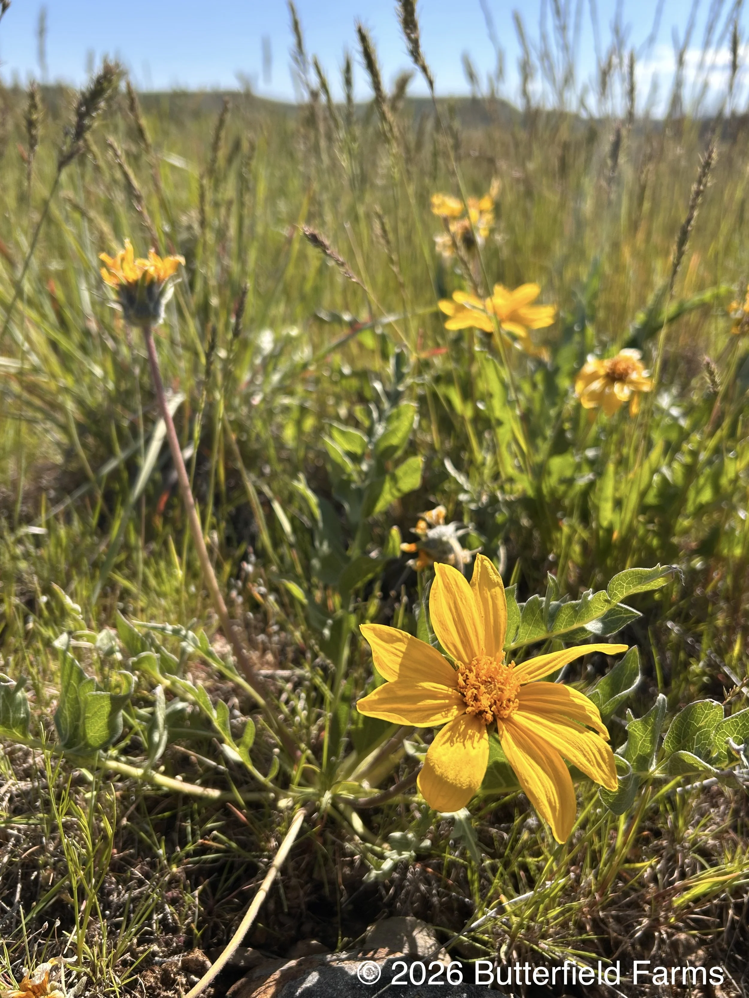 Cutleaf Balsamroot