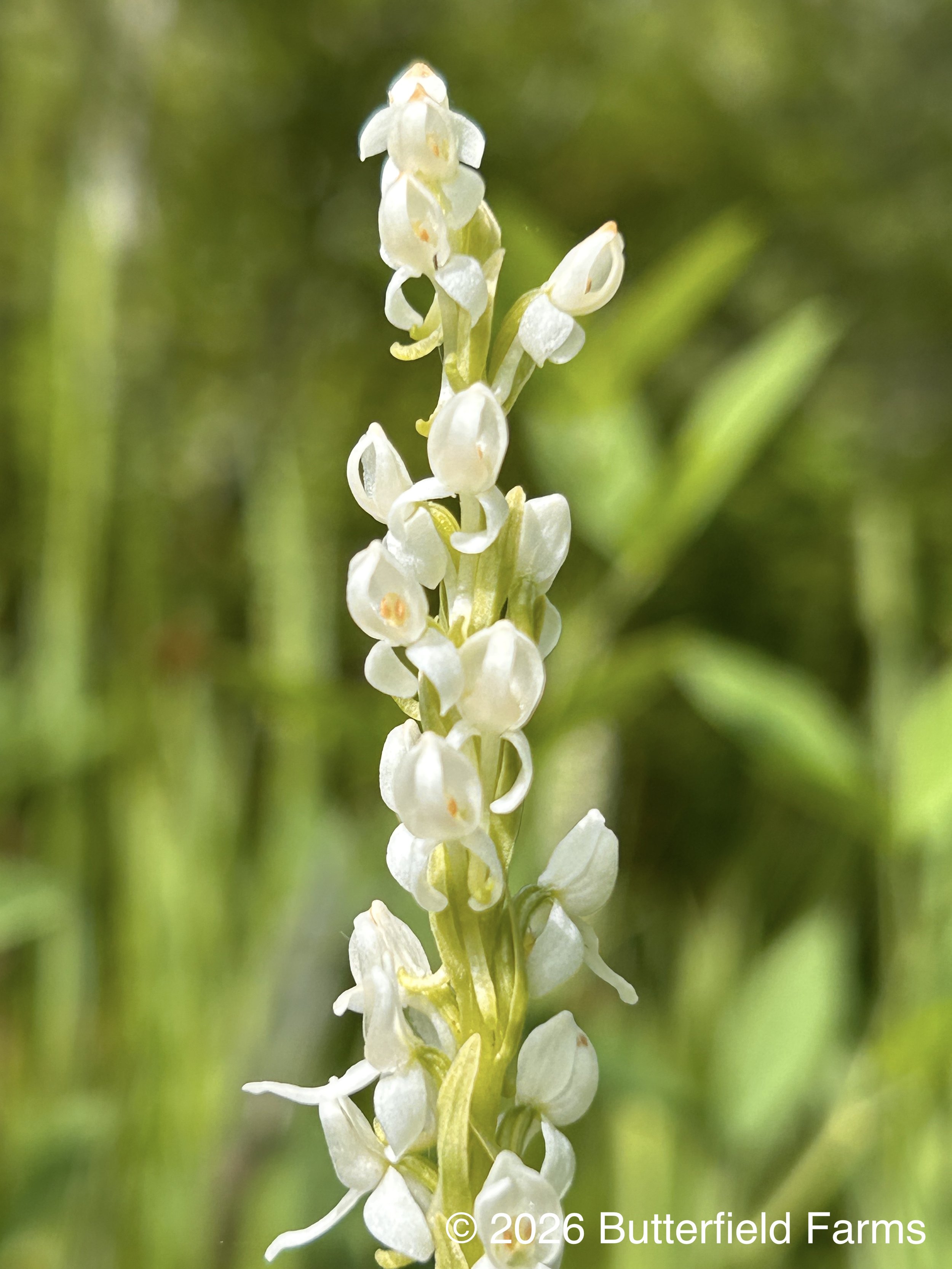 Bog Orchid flower.jpg