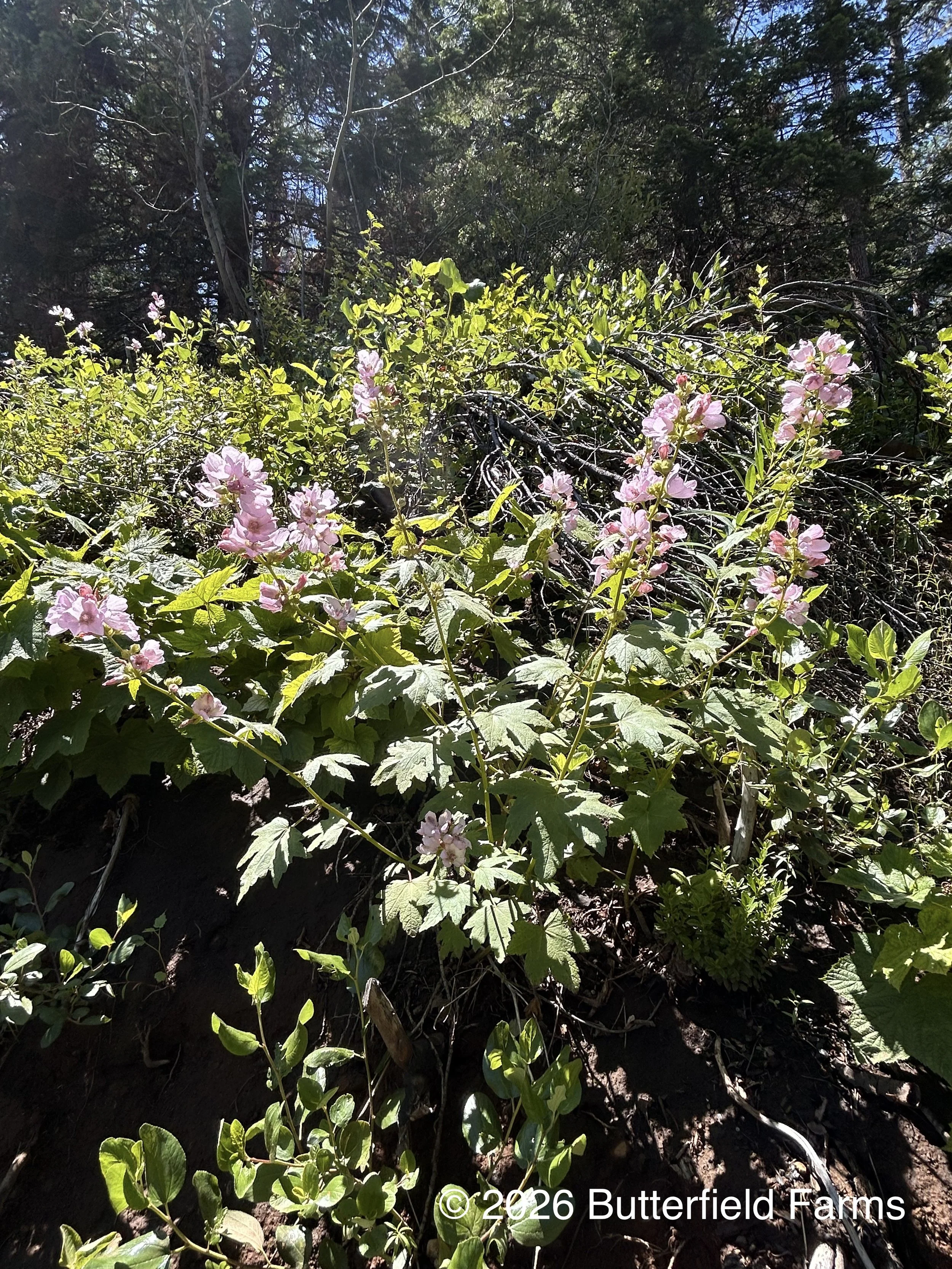 Hollyhock plant.jpg