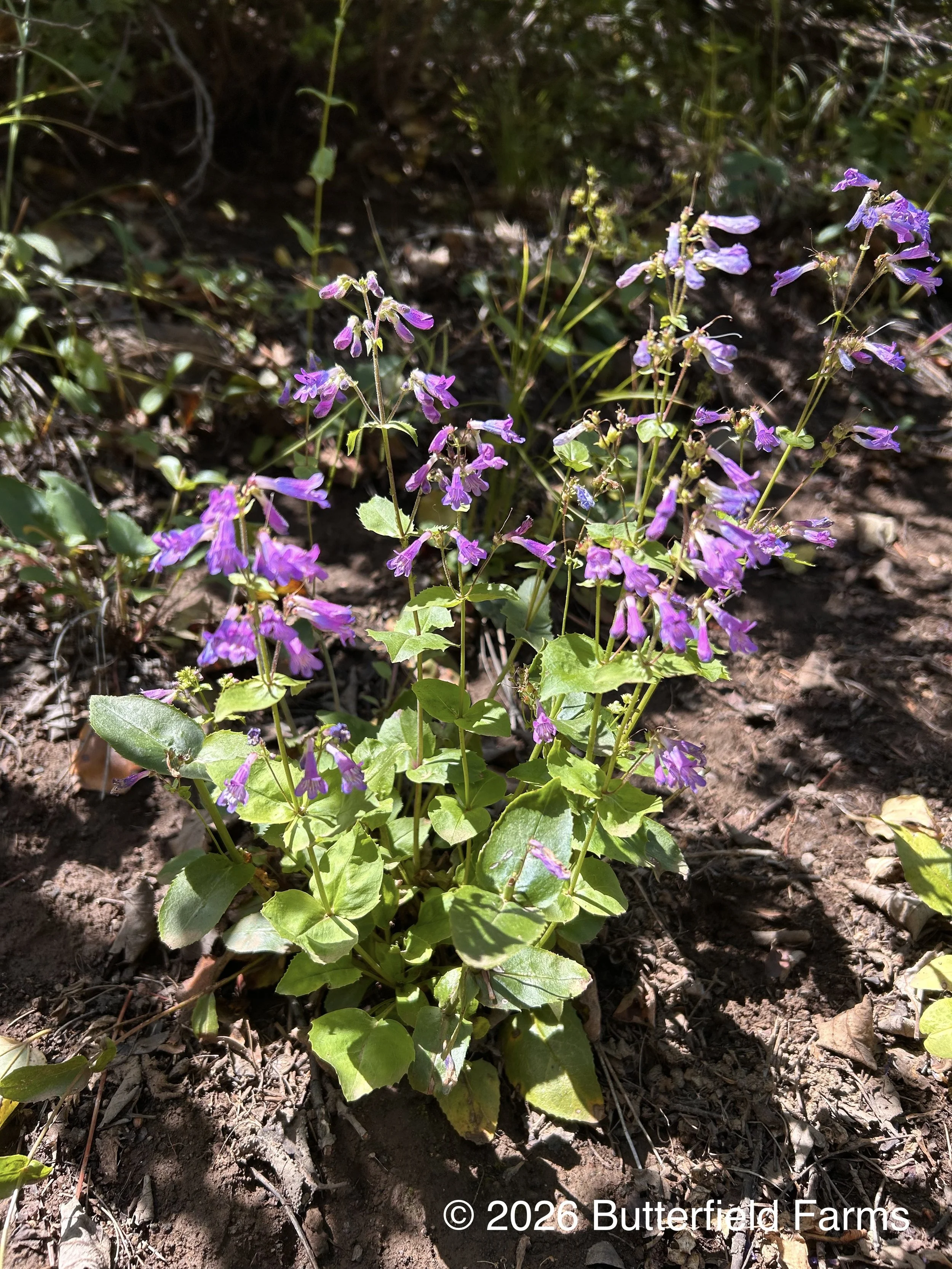 Wilcox Penstemon plant.jpg