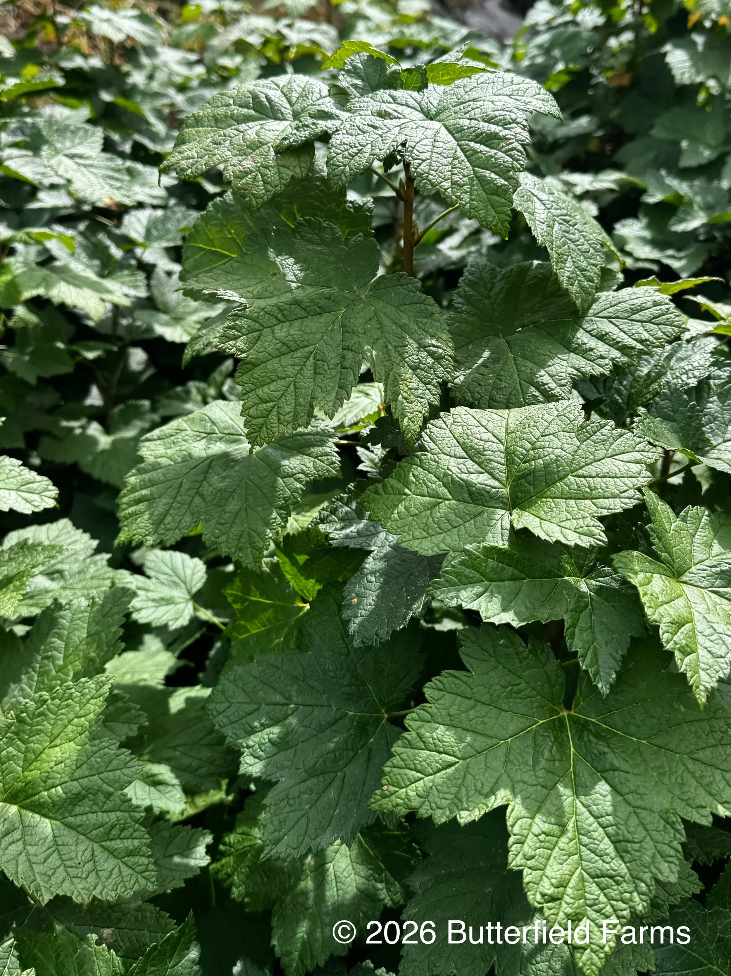 Currant, N Black-leaves.jpg