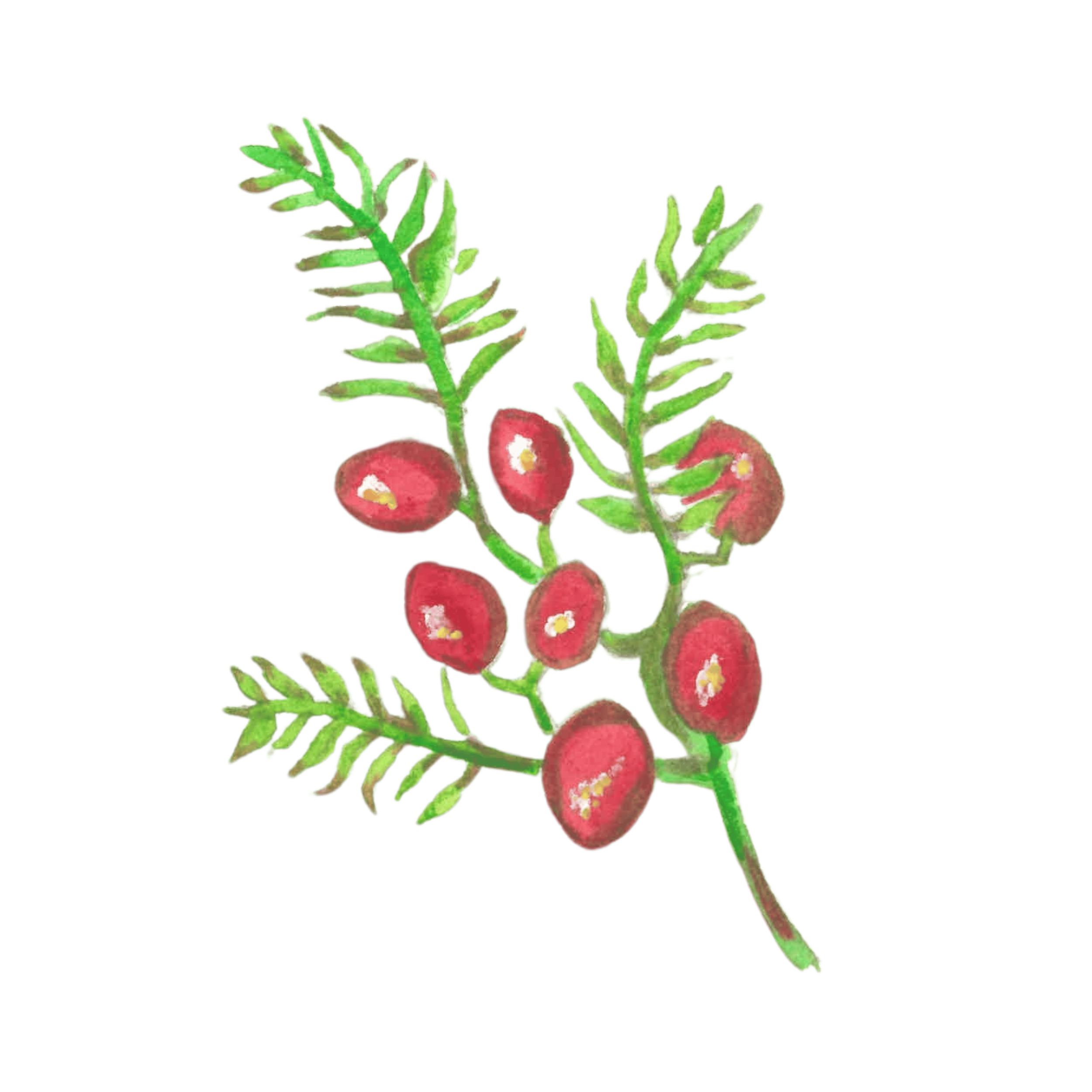A watercolor illustration of a sprig of red berries with green fern-like leaves.