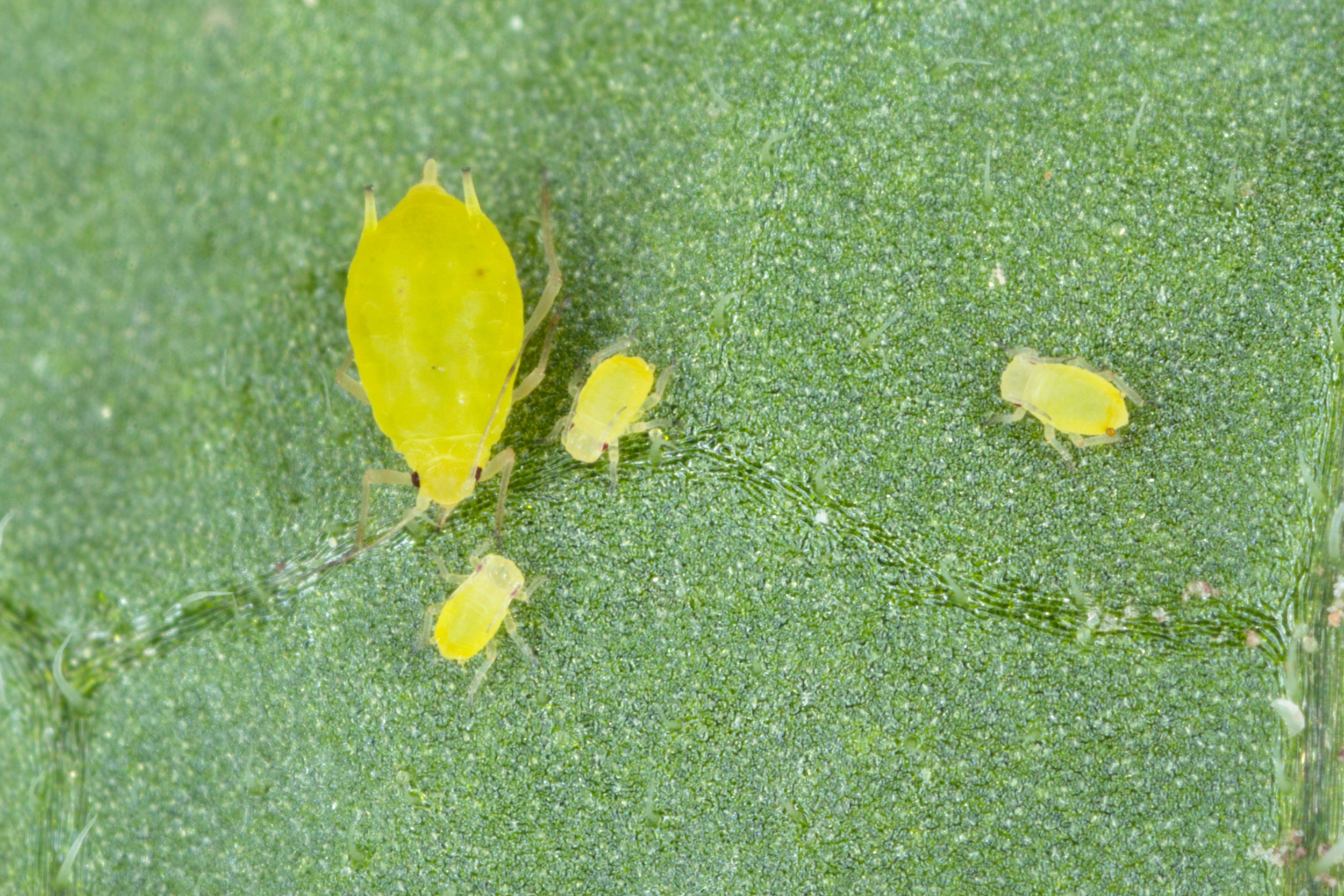 Green Aphid.jpeg