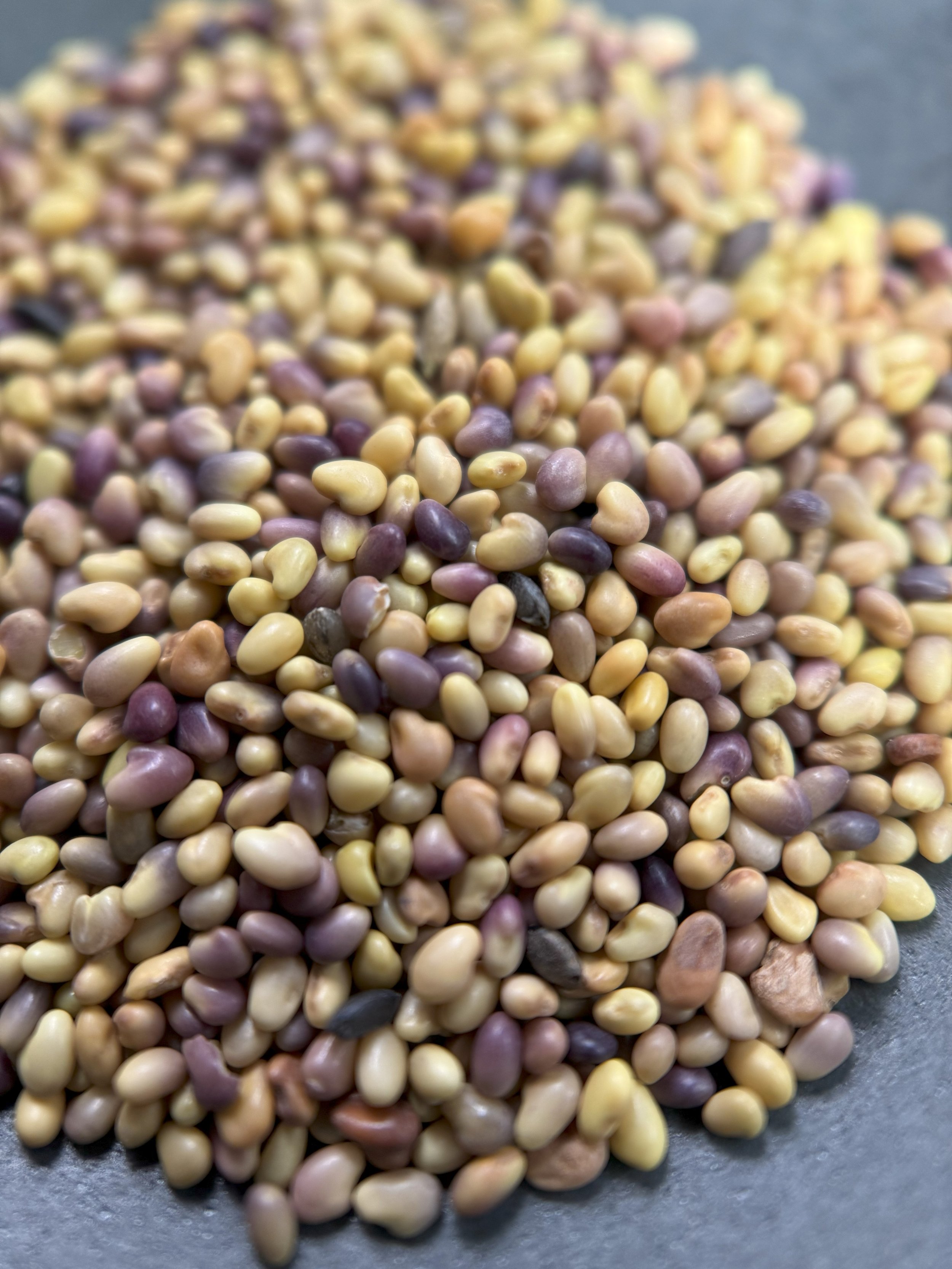 Red Clover Sprout Seeds.jpeg