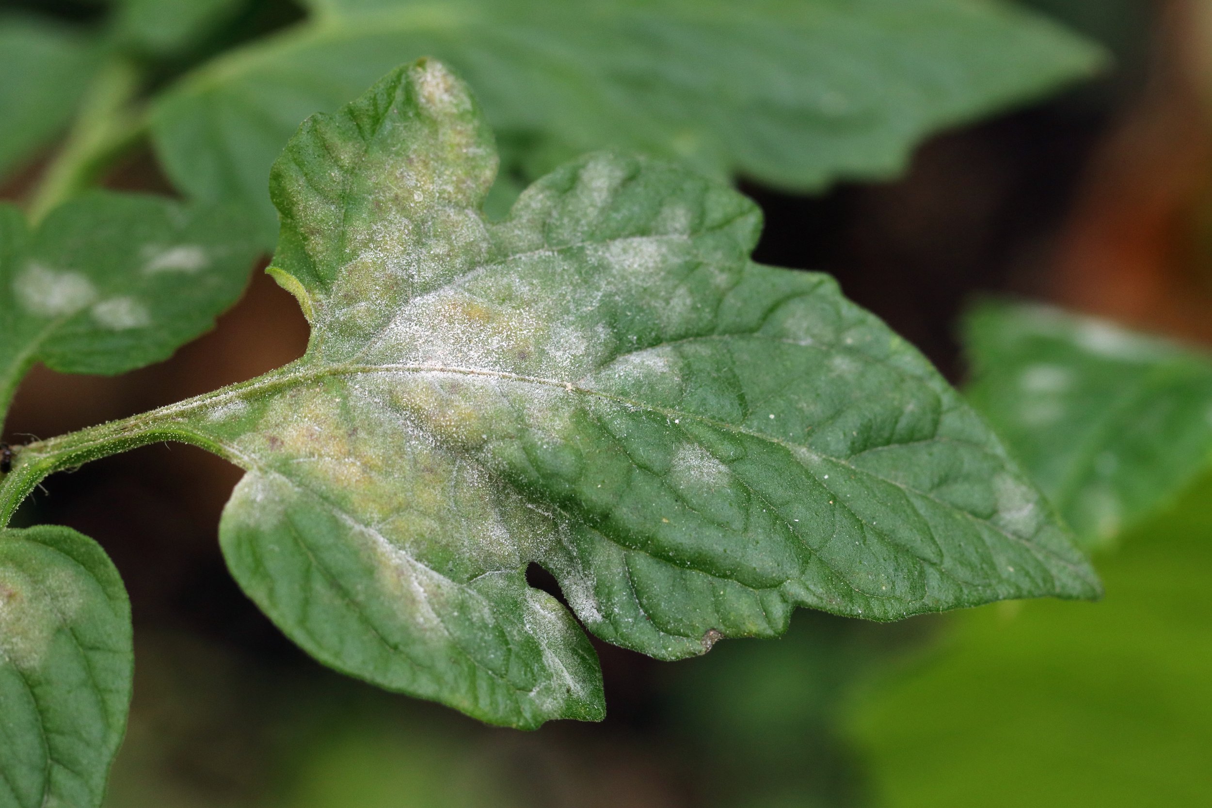 AdobeStock_Powdery Mildew  (1).jpeg