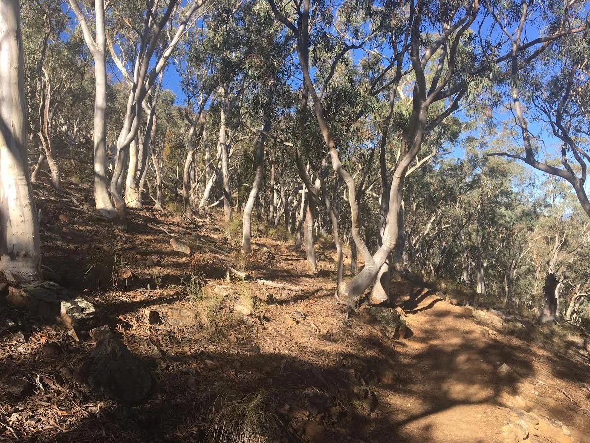 Black Mountain Landscape.jpg