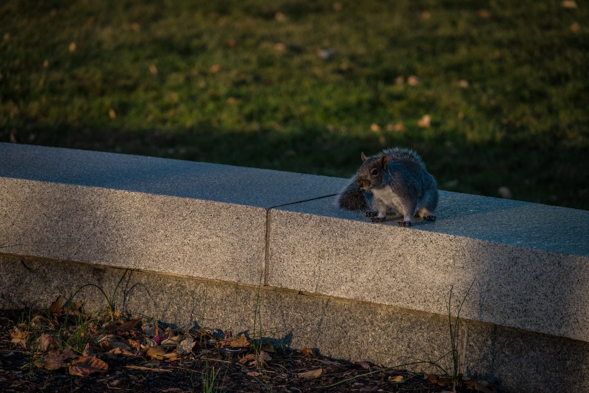 DSC_2085.jpg