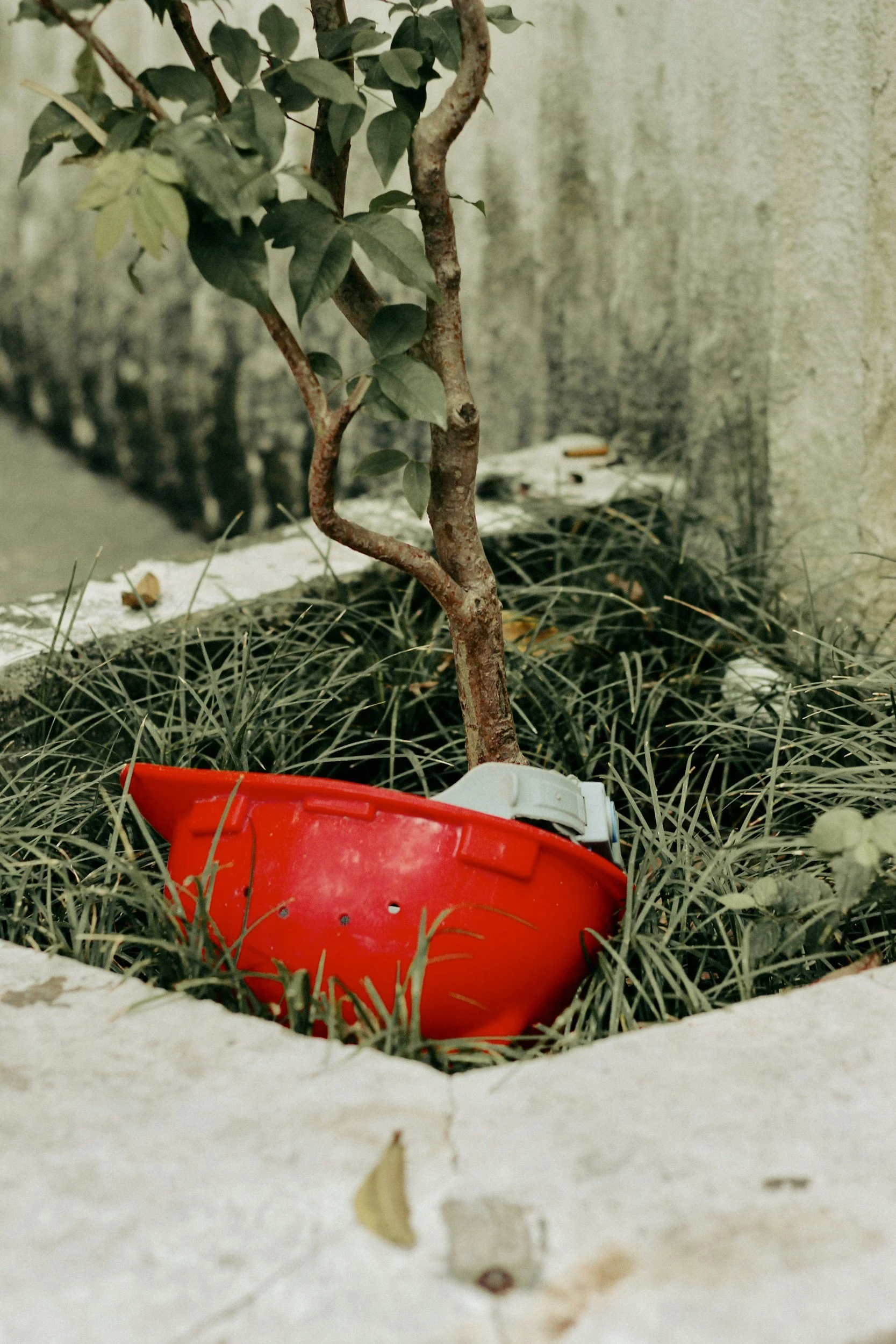 A small tree planted in a round bed surrounded by decorative grass plants, with a concrete wall in the background. A red plastic item is partially visible at the bottom of the image.