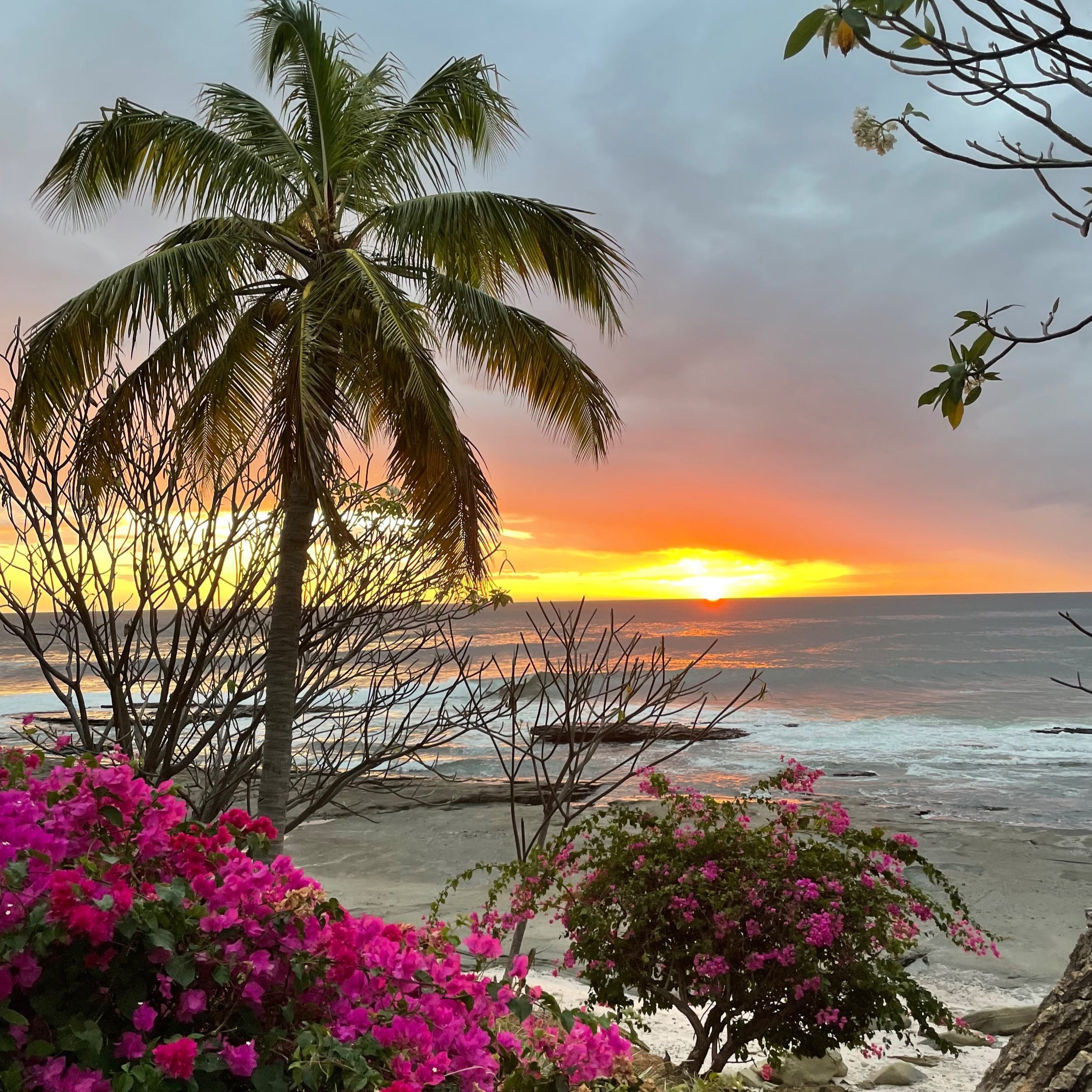 Pink bougainvillea flowers in the foreground with a palm tree and ocean view at sunset in the background.