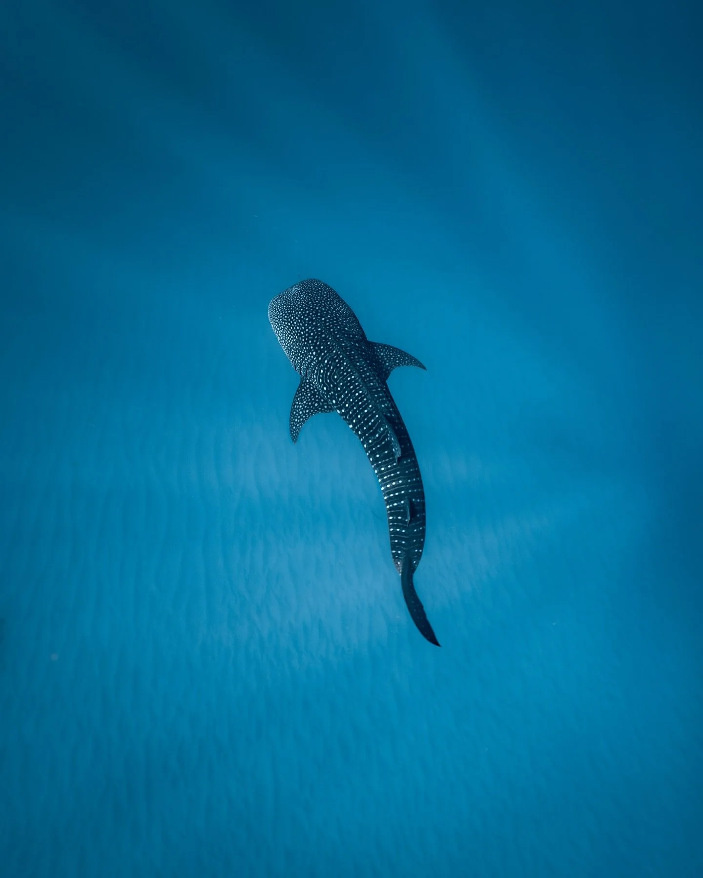 Big spotty friends in the most amazing visibility 

Taken onboard @exmouthdiveandwhalesharks 

#ningaloo #exmouth #ningalooreef #underwater #underwaterphotography #freediving #savesharks #whaleshark
