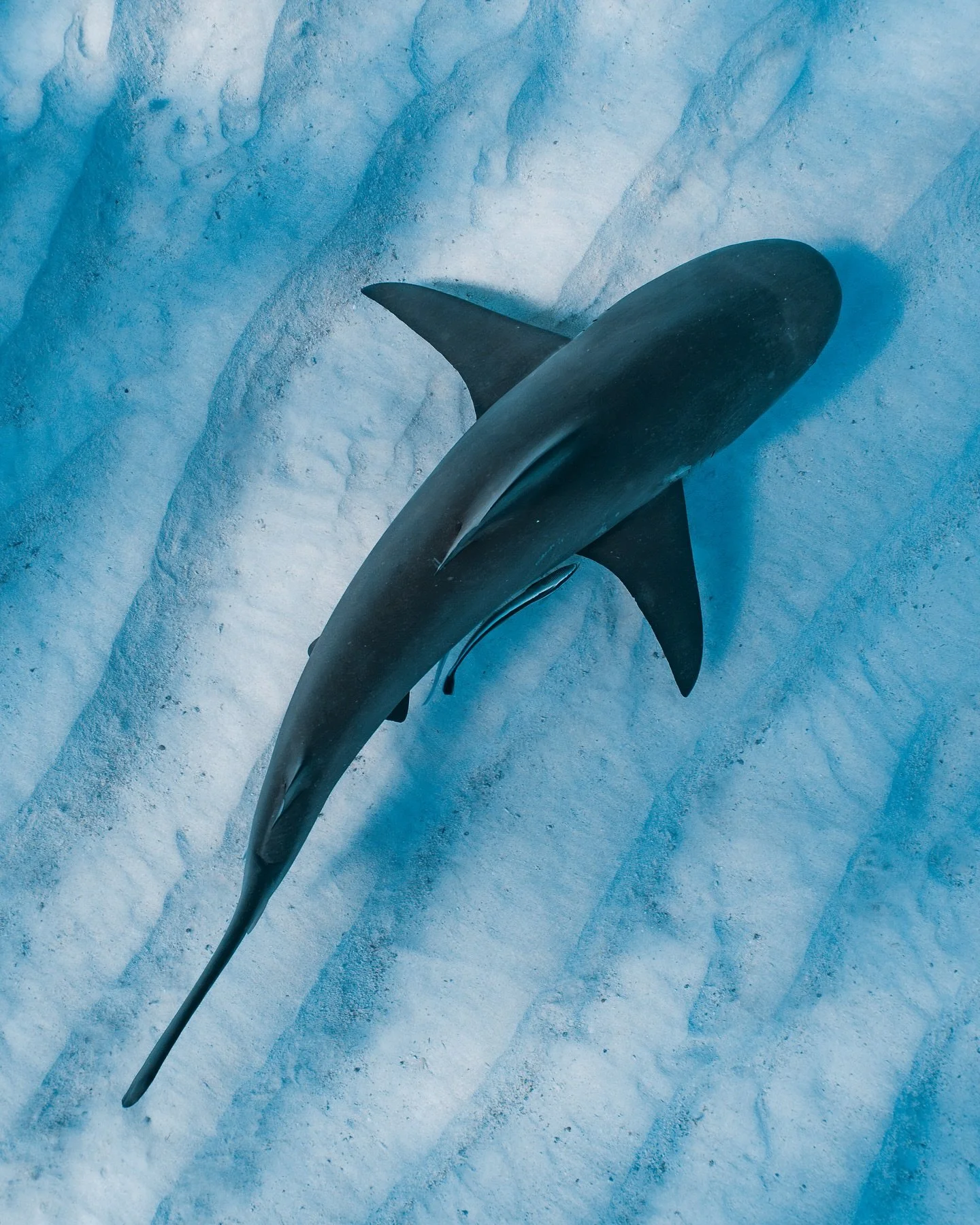 Ticked off a new shark the other day while cruising through the sand flats in Coral Bay. 

Pigeye sharks are stocky, blunt-snouted sharks with relatively small, &ldquo;pig-like&rdquo; eyes. Their name comes from these eyes, and they can be told apart