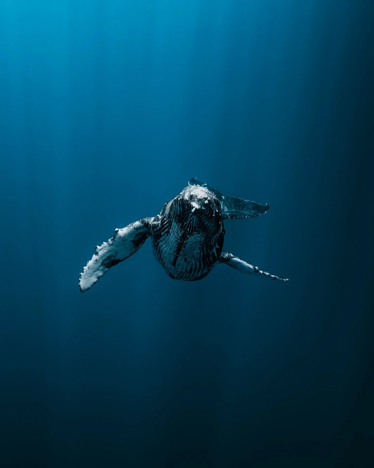 When a humpback whale calf almost breaches on you!
(swipe to the end for video)

We spent some time with this calf and its mom. It seemed pretty calm at first, just hovering out in the depth with its mom. A lot of the time, the mom will stay at depth