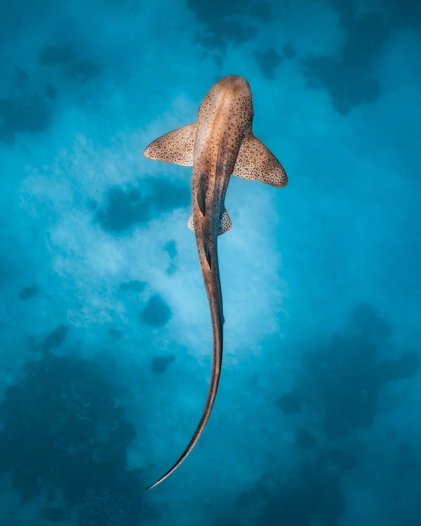 Always excited to come across one of these spotty fish on the Ningaloo! Leopard sharks (also known as zebra sharks) are actually bottom-dwellers, spending most of their time resting on sandy seafloors or swimming through coral reefs or rocky structur